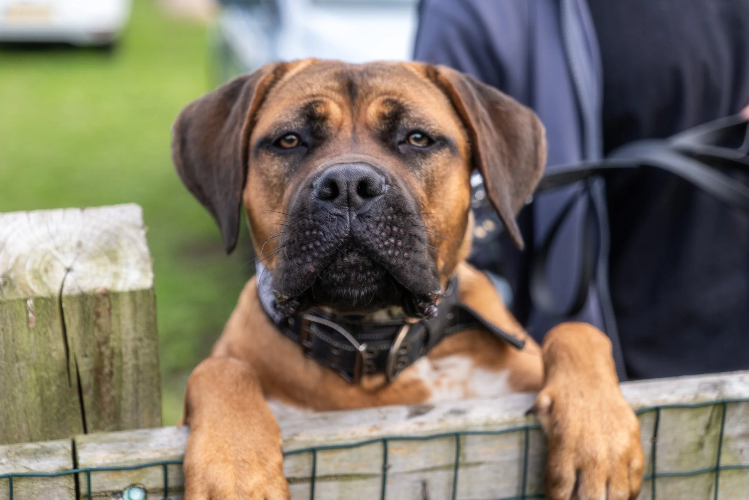 Why Modern Dog Training Is About Partnership, Not Dominance