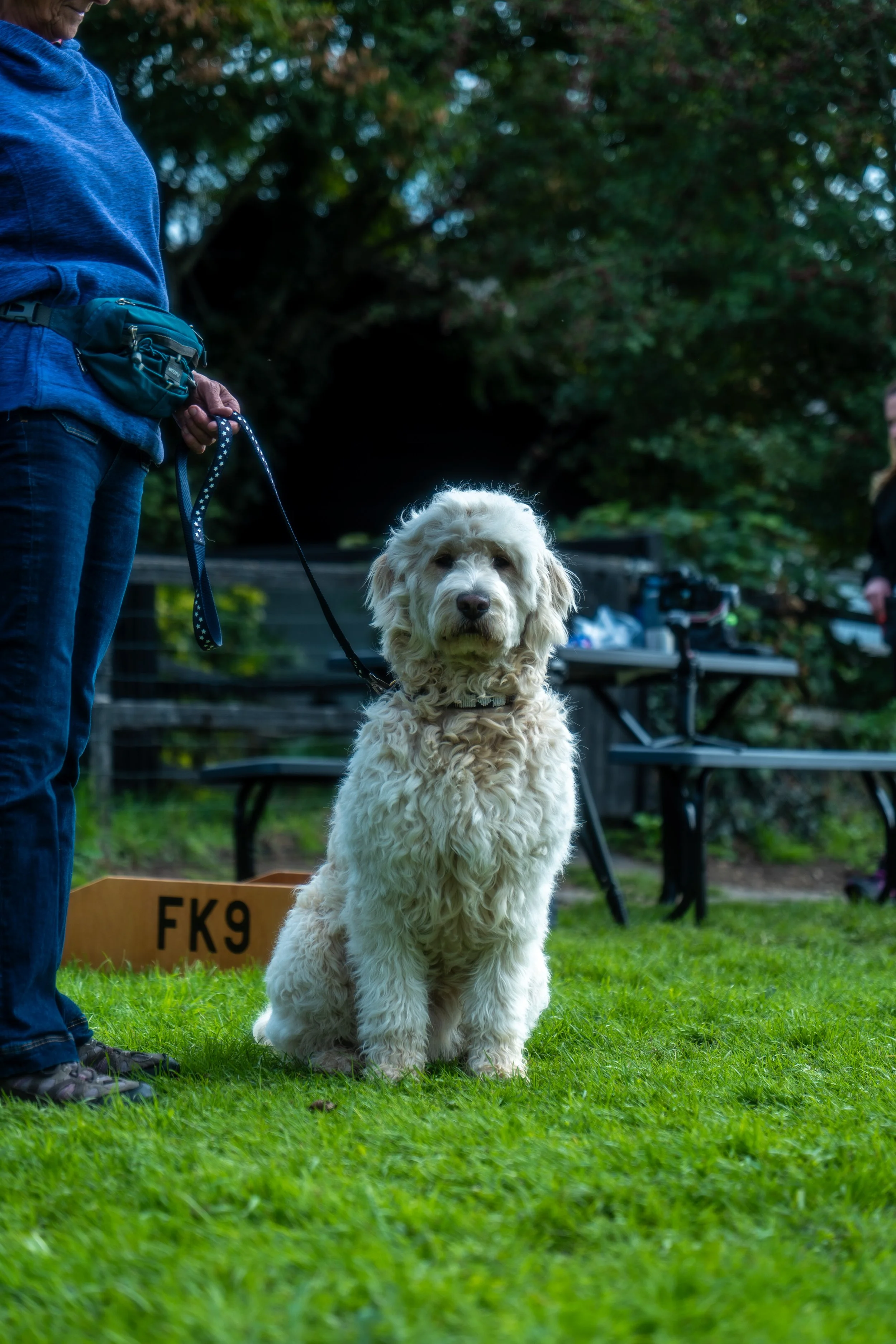 Why Dogs Pull on the Lead &amp; How to Stop It