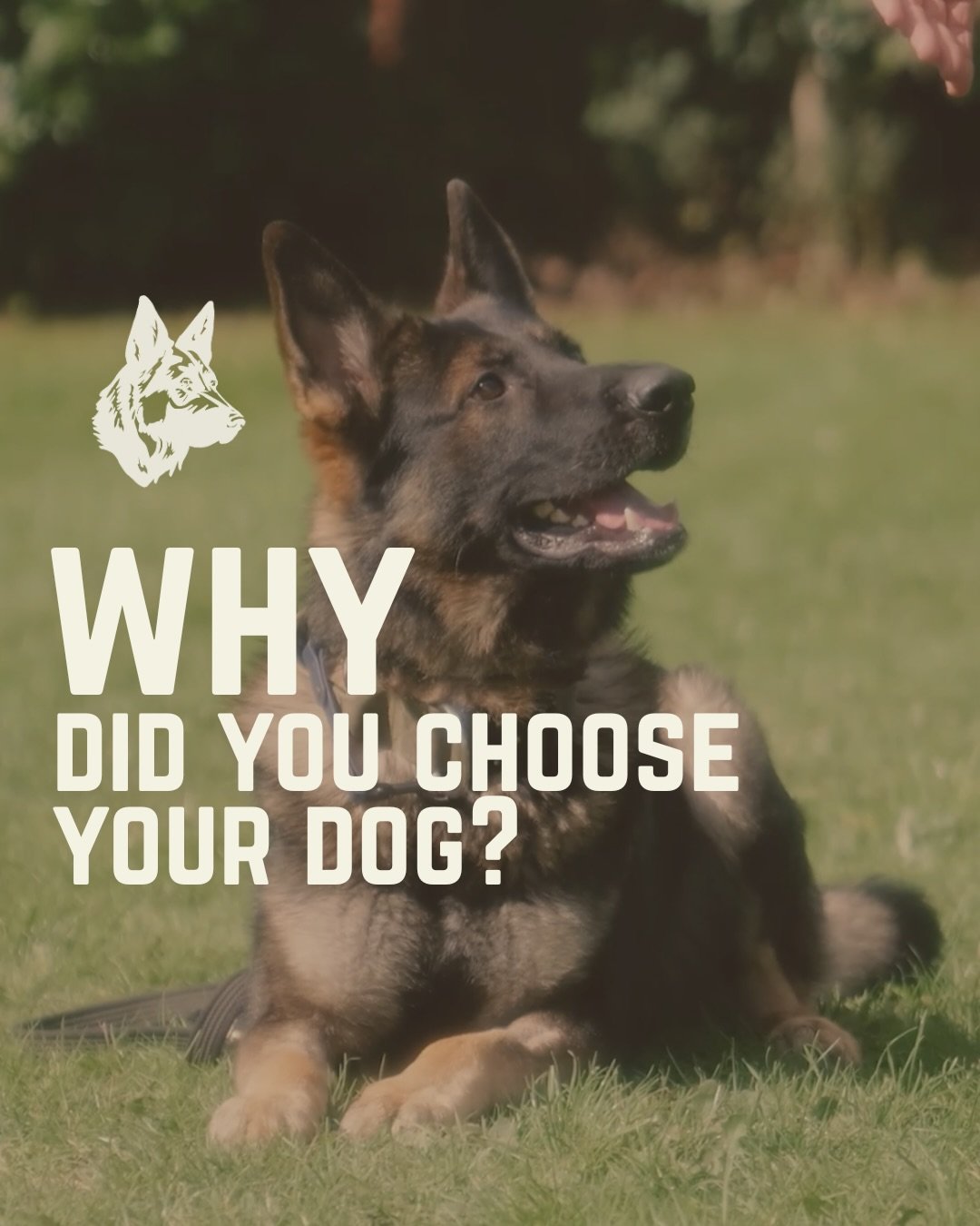 Choosing the right dog isn&rsquo;t about colour, size, or what you saw in a film. 

Every breed was created for a purpose; herding, guarding, hunting, working, and those instincts don&rsquo;t disappear just because we love them.

Too often, dogs are 