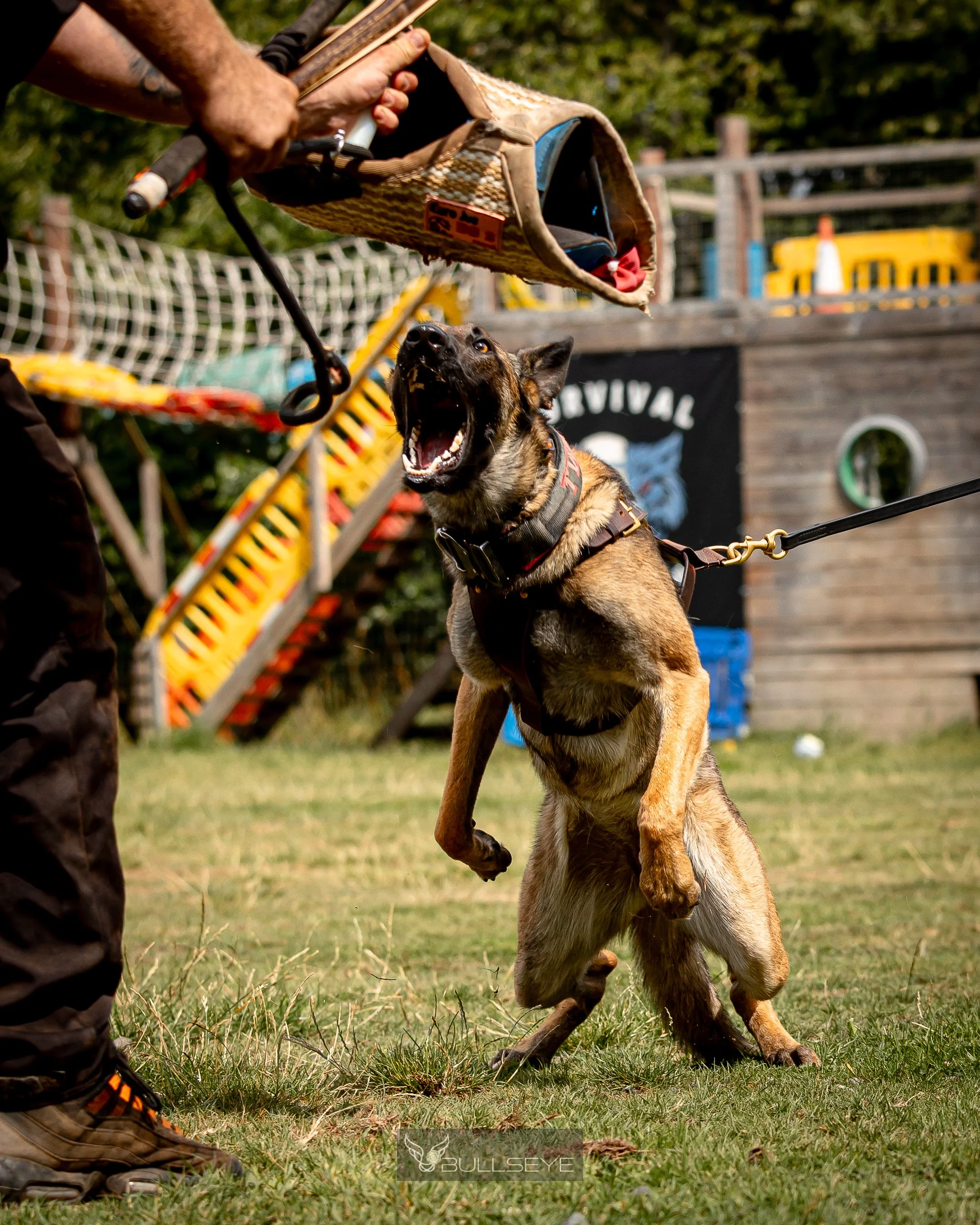 The Truth About Protection Dogs