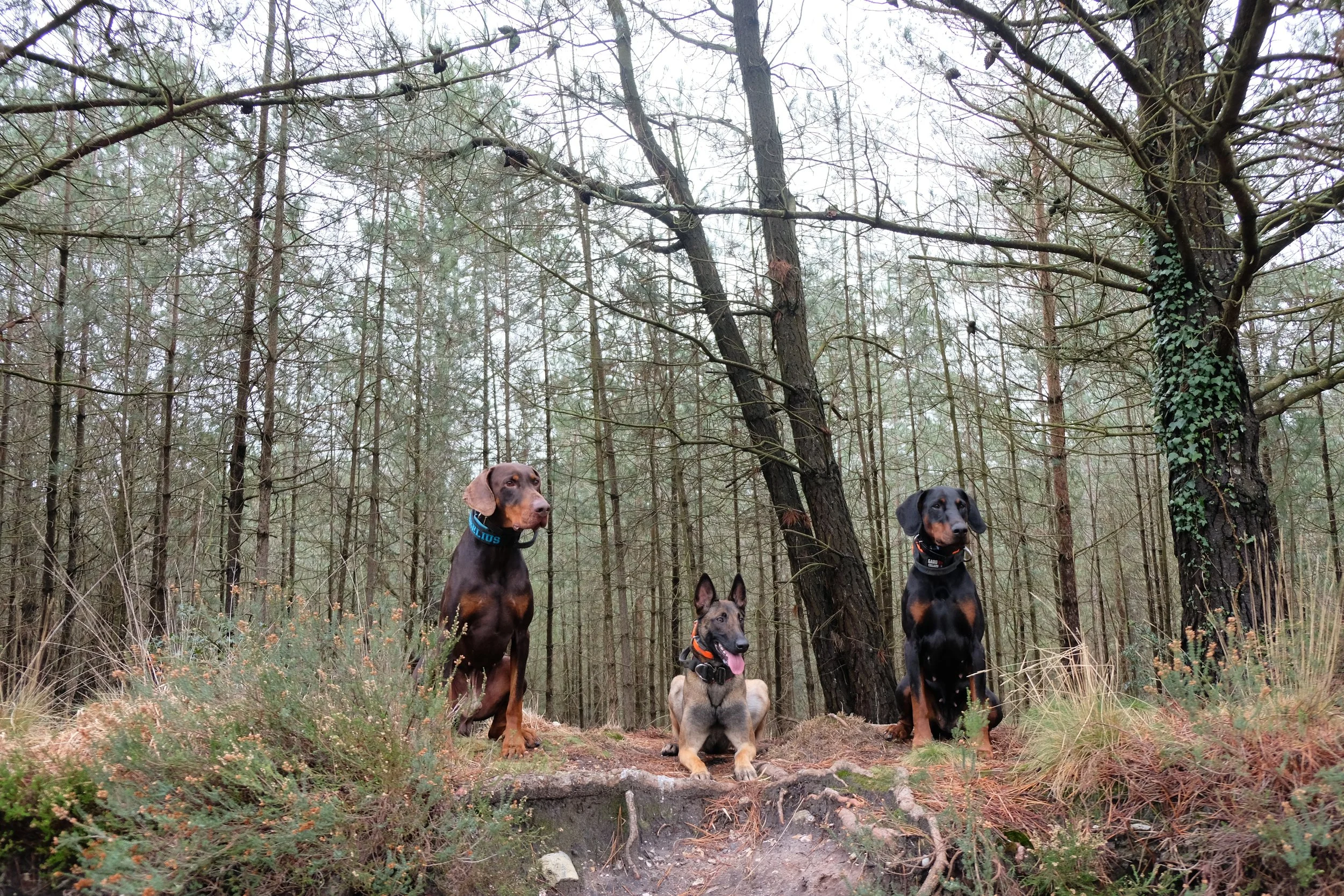 Mental Stimulation for Dogs And Why It’s Just as Important as Physical Exercise