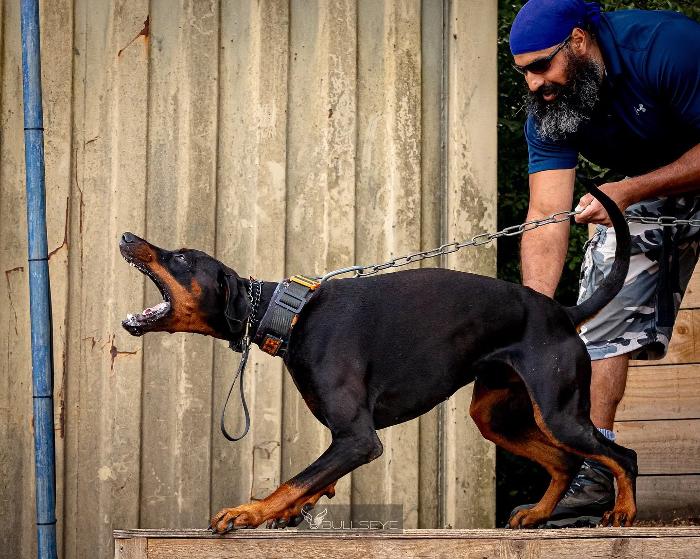 Big Dexter 🛡️

📸 @bullseyefotoz 

@asak9decoy 
@lorockmor_working_dogs 
@inka_frontierk9 

#dobermanofinstagram #doberman #europeandoberman #dogoftheday