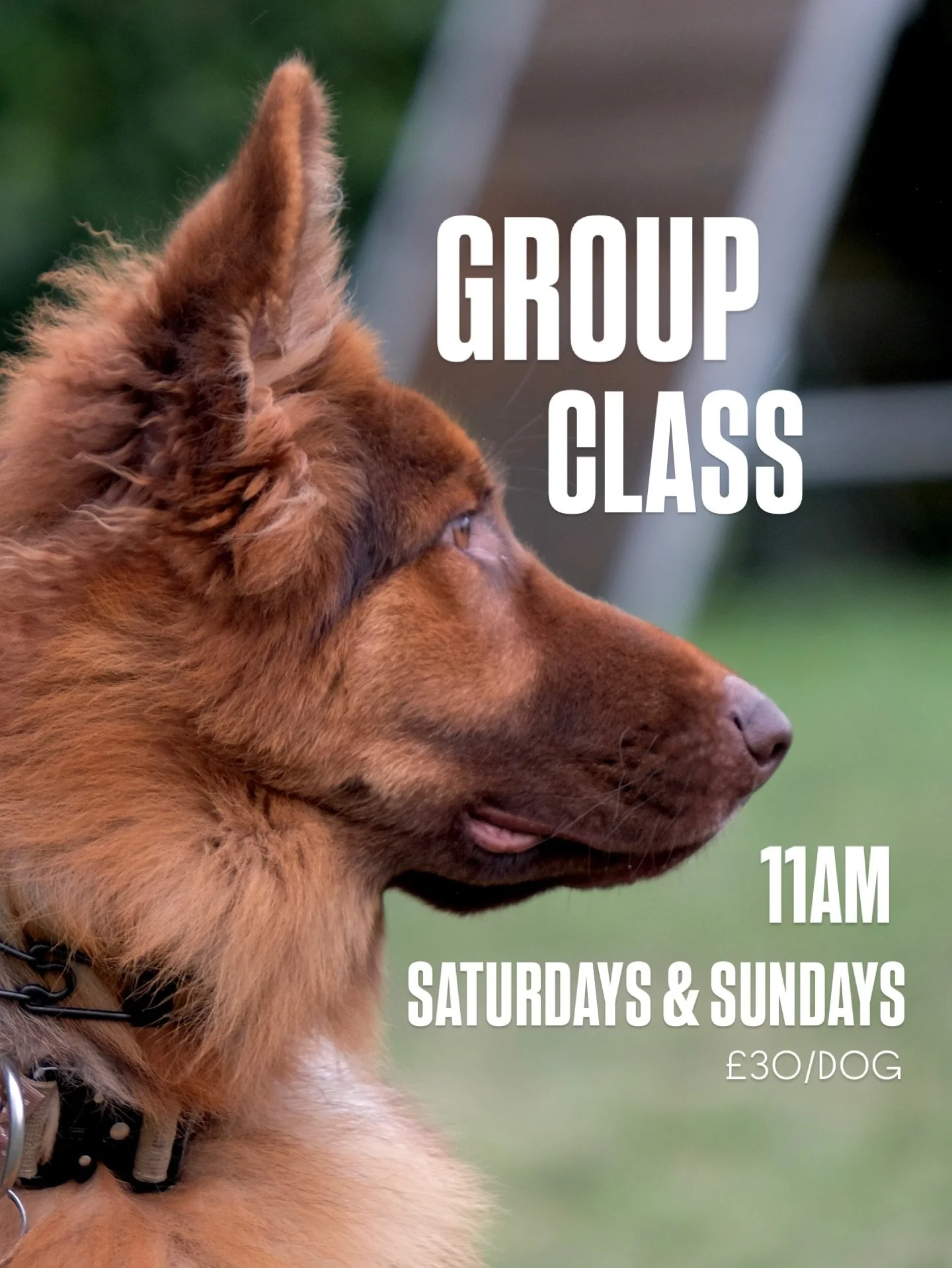 Real training. Real life skills. Real results. 🐾
Our group classes are designed to help dogs thrive in the real world - calm, focused, neutral and confident.

Saturdays &amp; Sundays at 11am
&pound;30 per dog
Support with neutrality, lead walking, o