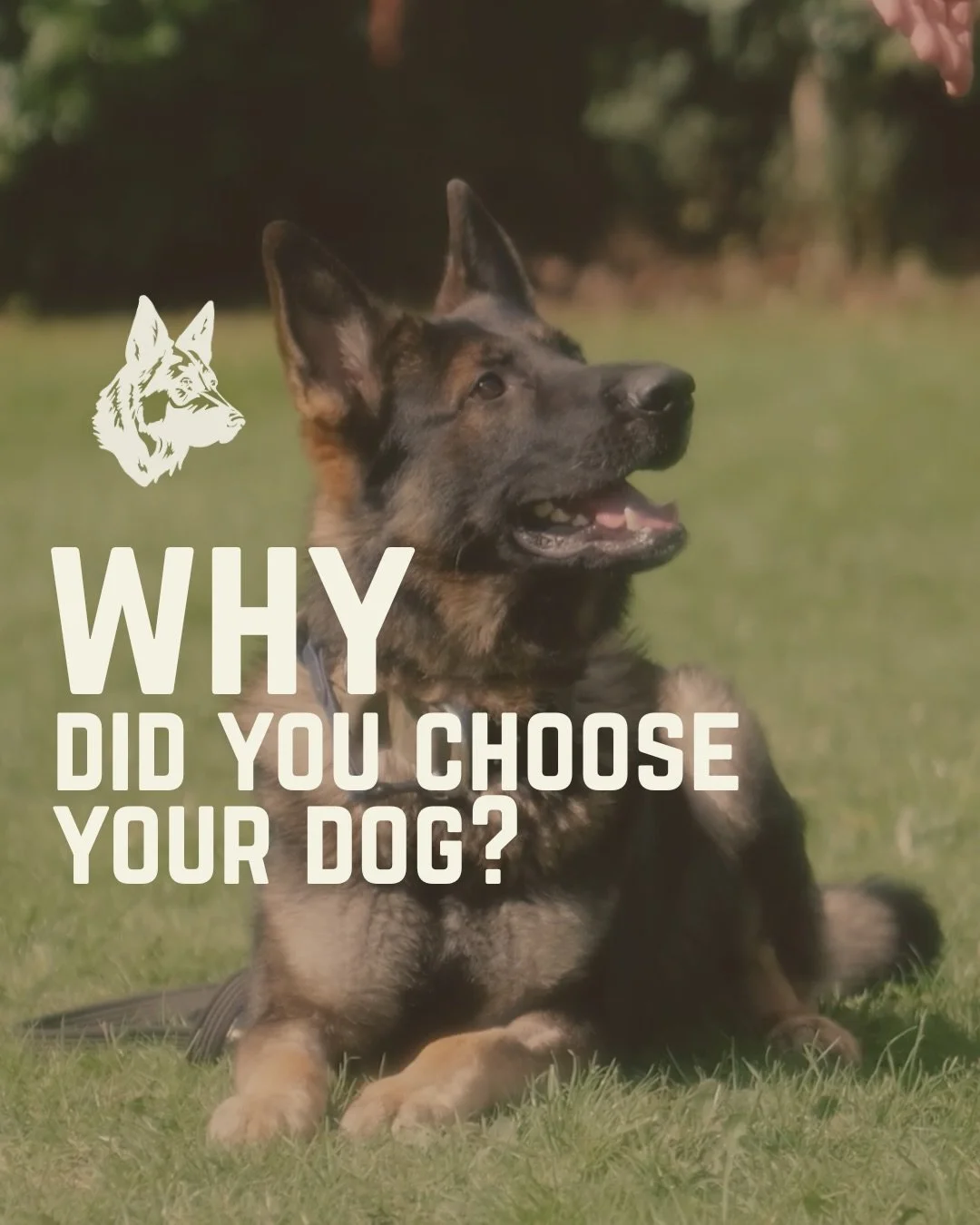 Choosing the right dog isn&rsquo;t about colour, size, or what you saw in a film. 

Every breed was created for a purpose; herding, guarding, hunting, working, and those instincts don&rsquo;t disappear just because we love them.

Too often, dogs are 