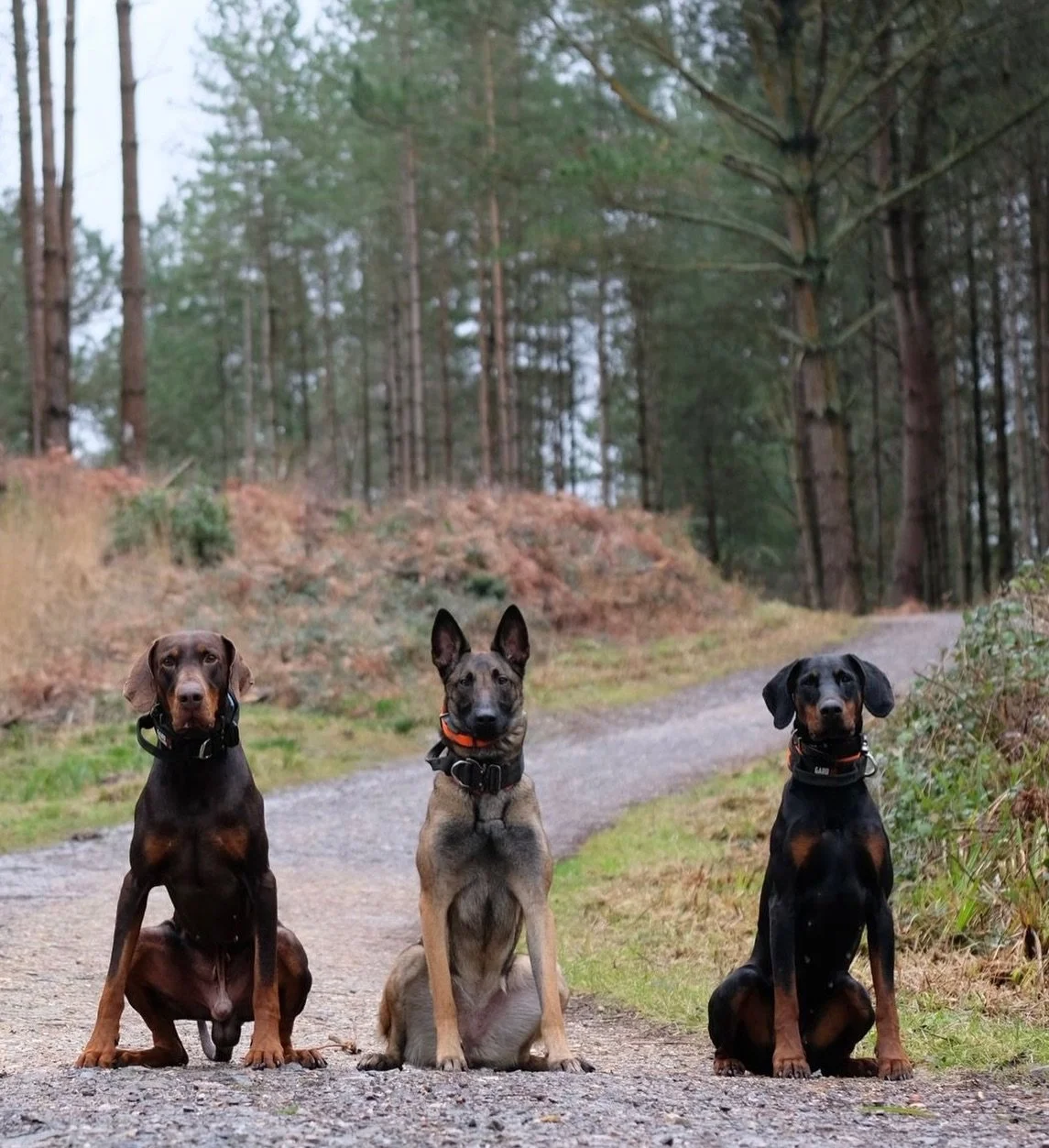 🌳 Meet the Team 🌳 Our pack play a fundamental role in helping to support client&rsquo;s dogs with their training. From puppy socialisation to severe behavioural issues, having the right dogs as part of your team to help teach and guide can make all
