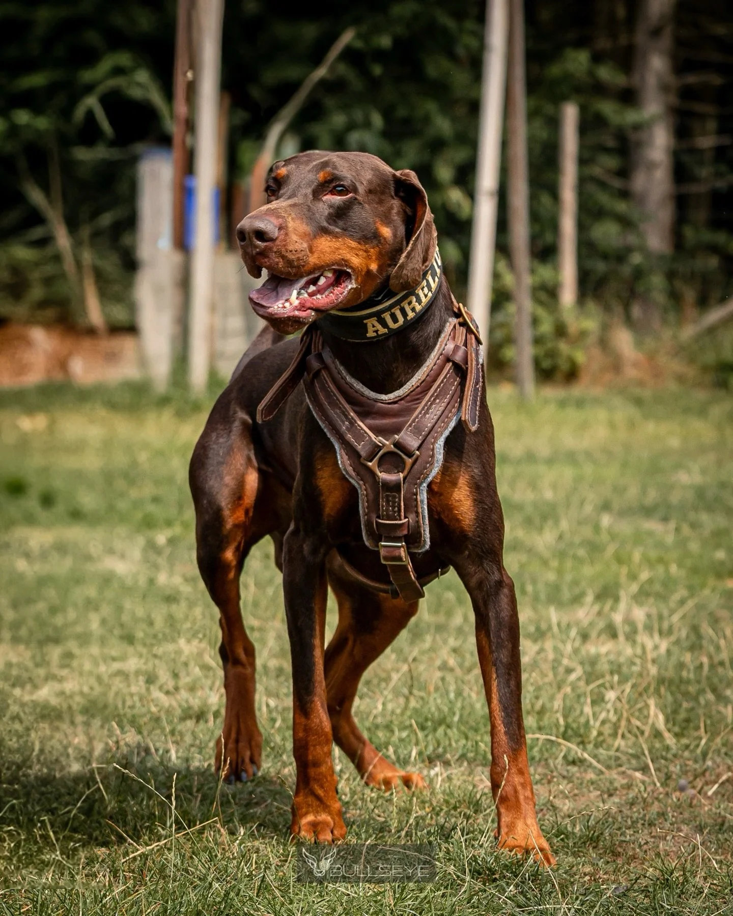 Training is fulfilling your dogs needs. Competing is fulfilling your own needs. Let&rsquo;s not get it twisted. Whatever you choose to do, just make sure YOU are doing right by your dogs as they don&rsquo;t have a choice in the matter and they couldn