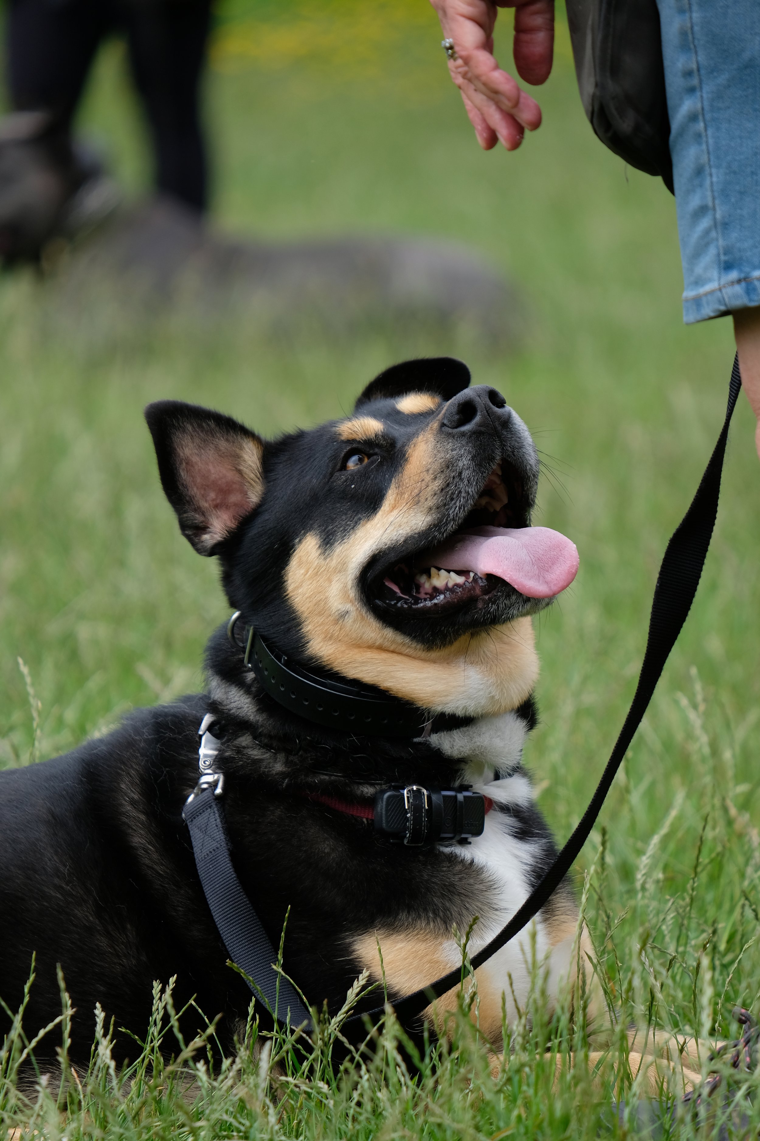 Keeping Your Dog Safe in the Heat: A Responsible Owner’s Guide