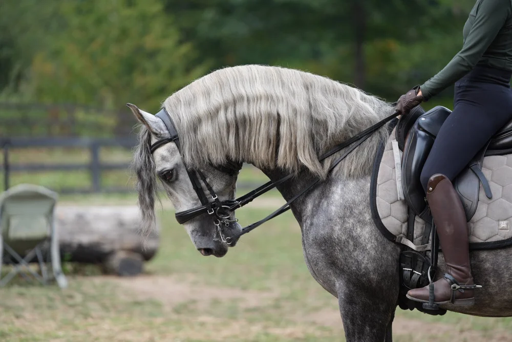Redmond Ridge Ranch | Find Your Next Horse Today