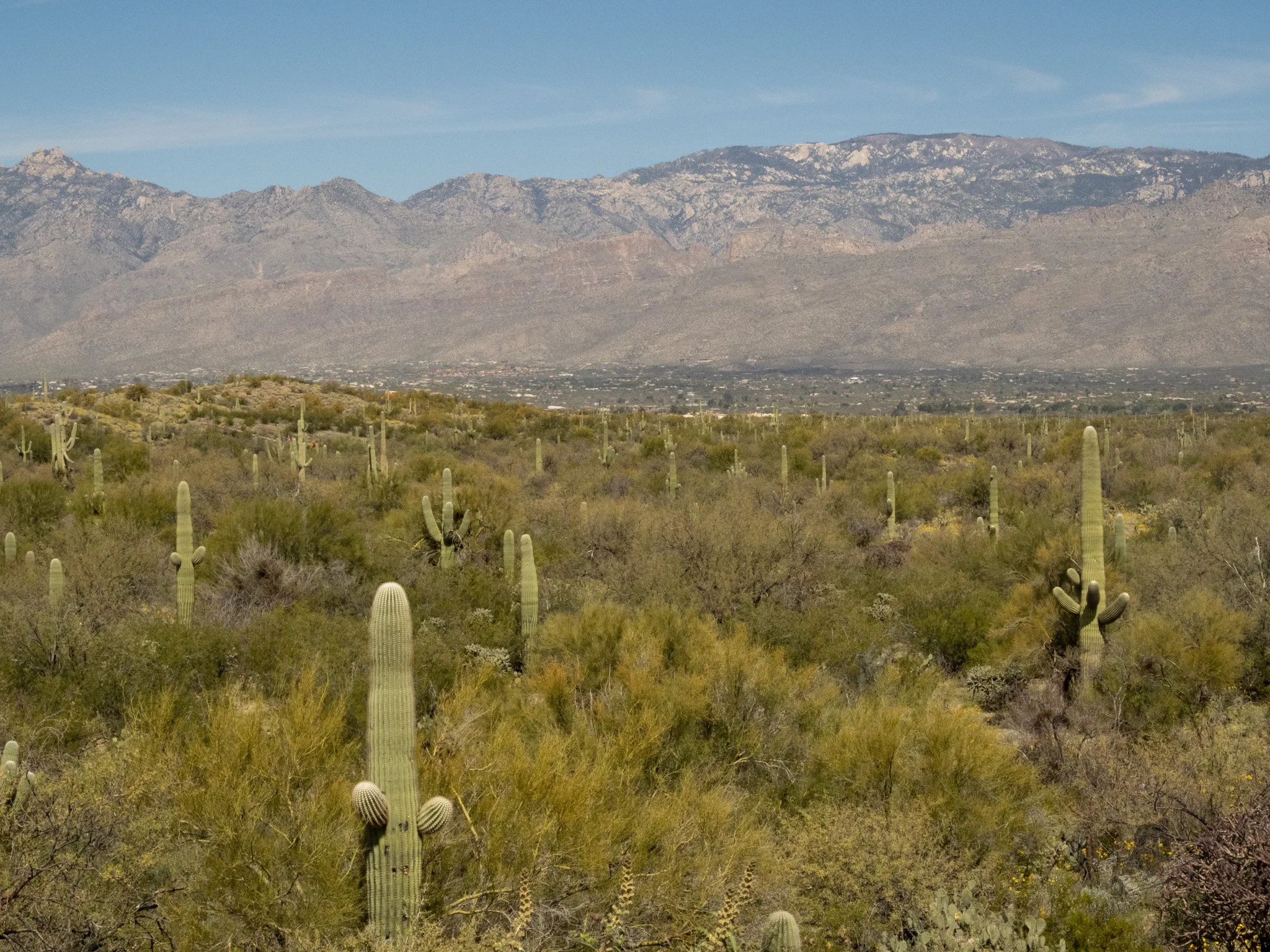 Saguaro National Park - Feb ‘26