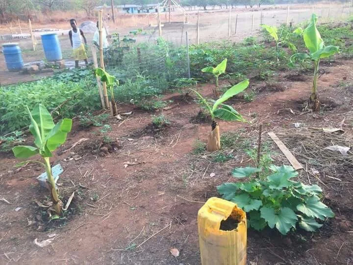 A small garden with young banana plants and other greenery, with a person walking in the background near blue barrels.