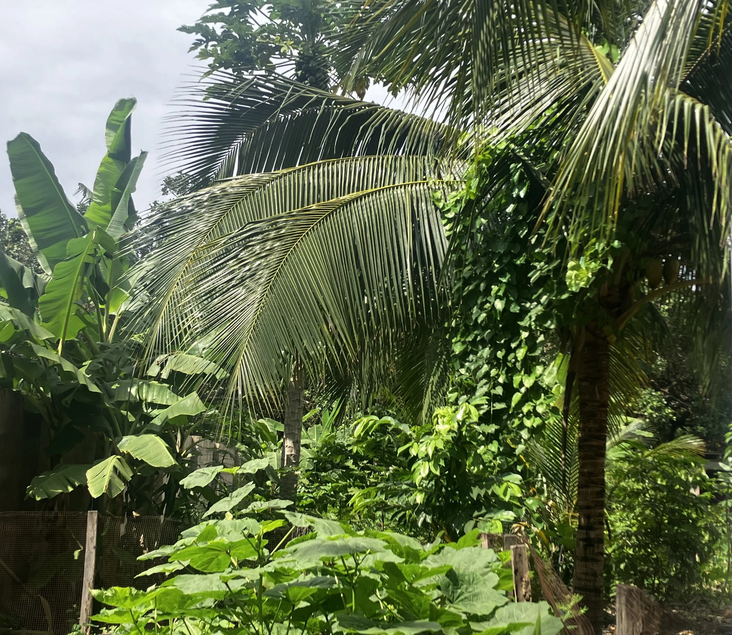 Lush tropical garden with banana and palm trees, green foliage, and fencing.