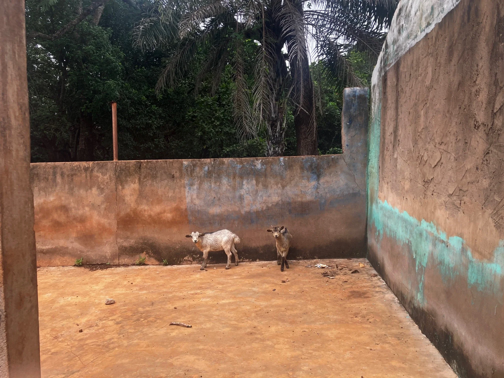 Two goats in a small, enclosed outdoor space with weathered walls and some greenery in the background.