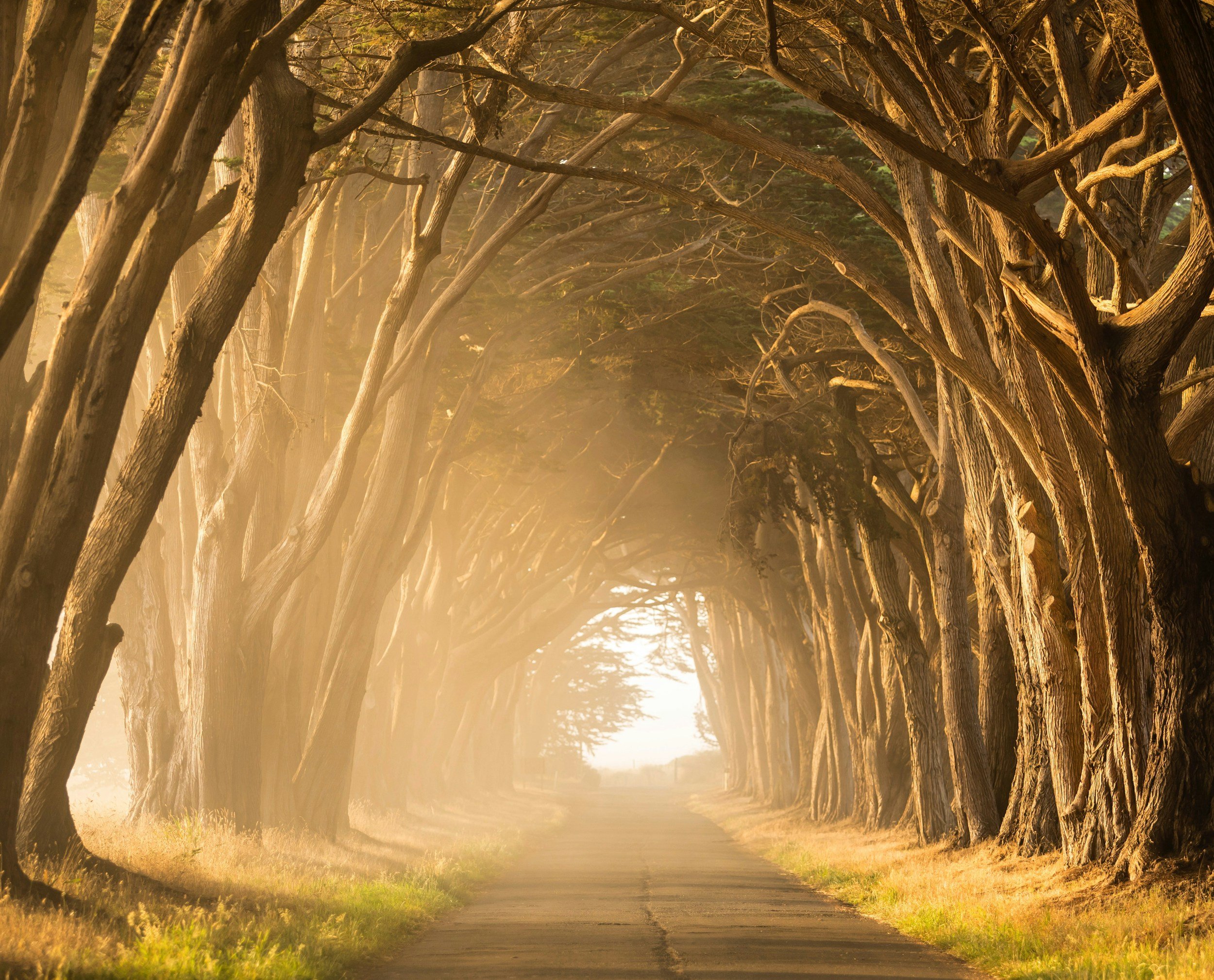 A scenic road lined with tall, twisted trees creating a natural canopy, with sunlight filtering through the branches, casting a warm glow and gentle mist on the pathway.