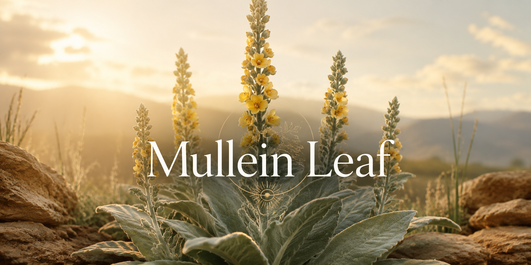 Mullein Leaf