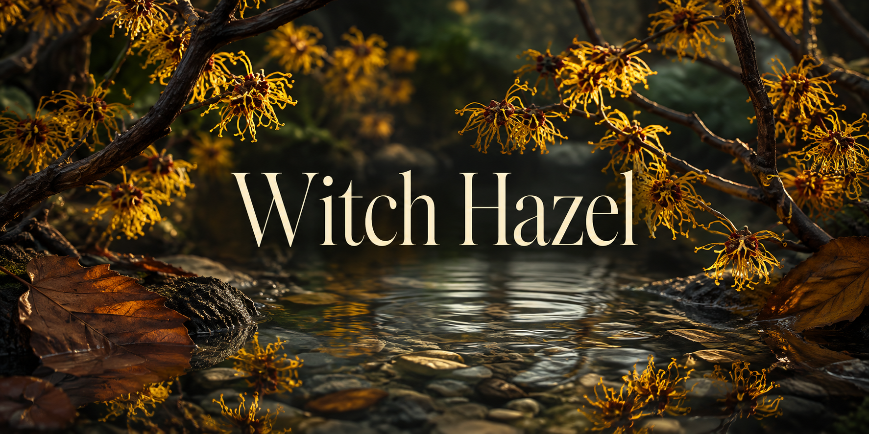 Witch Hazel