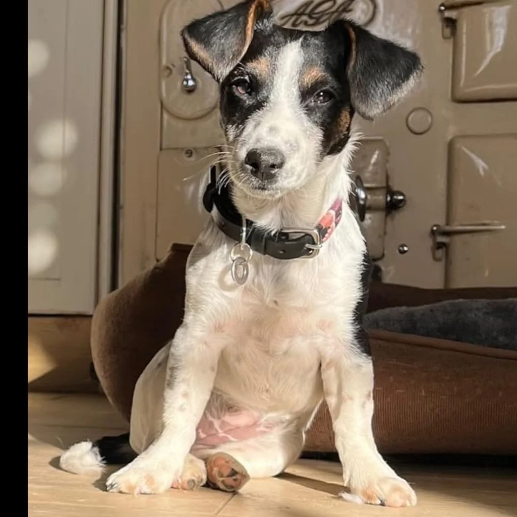 IDENTIFICATION TAGS - For all your needs Pets, Keys, Home, anything - just ask 😁

https://bespokeengravings.etsy.com

Large or Small
Brass or Stainless Steel
Fast Deliver
Prices Start from &pound;9.74

#huckleberryvets #jackrussellterrier #jackrusse