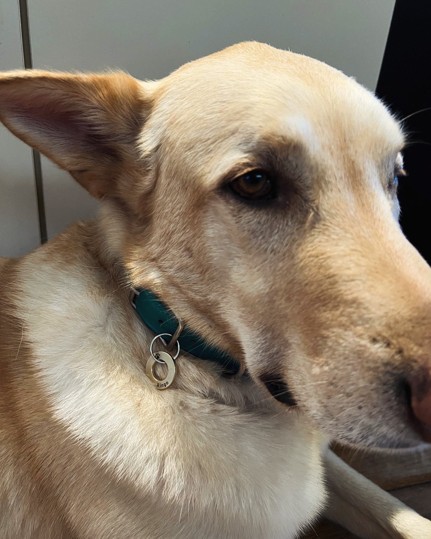 ID TAGS 
&bull; Large or small
&bull; Brass or Stainless Steel
&bull; Fast Delivery

#pets #pet #dogs #petsofinstagram #dog #dogsofinstagram #animals #cats #cute #petstagram #love #puppy #cat #doglover #doglovers #catsofinstagram #instadog #dogstagra