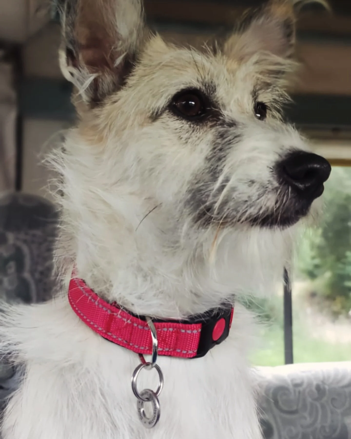 IDENTIFICATION TAGS - For all your needs, Pets, Home, Keys, Work..
No snapping at the top- plus a lifetime guarantee!
Large or Small - Brass or Stainless Steel 
Thank You to Dolly here modelling our small tags 😍

#cinammondogstrust #batterseadogsand
