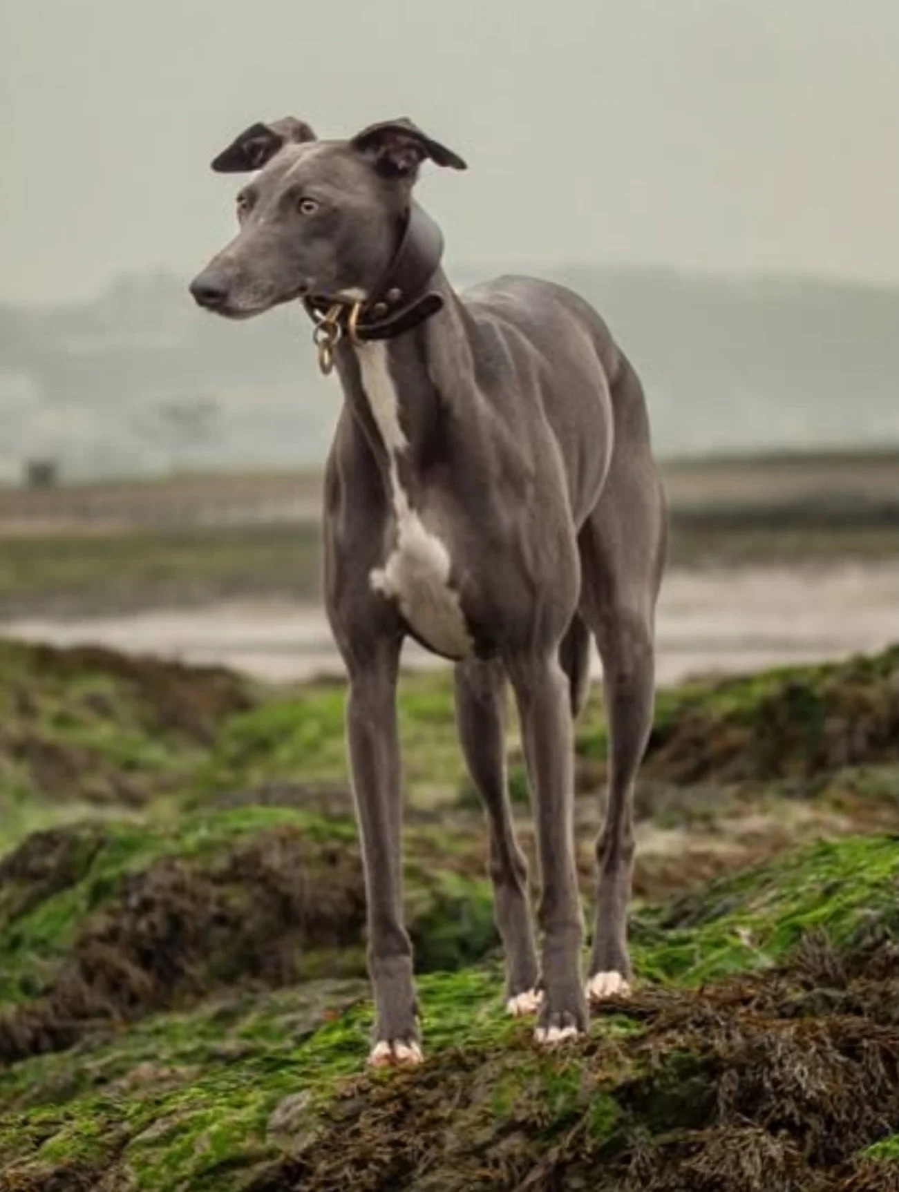 Thank you @earl_thewhippet you are looking mighty fine in your new ID TAG and landscape &hearts;️
Link in bio for orders.

#petidtags #borrowmydoggy #bestfriend #whilppet