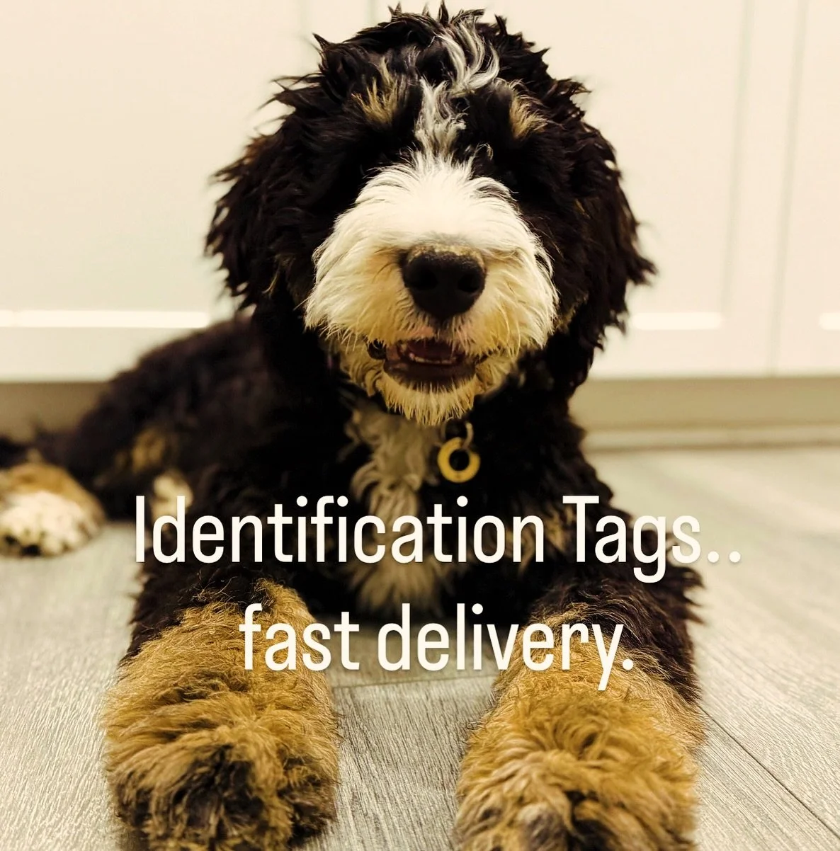 ID Tags for Dogs, Cats, Home, Work, anything!
Fast delivery and free to UK.

Available on Etsy and Amazon, please see link in Bio.

 #pets #pet #dogs #petsofinstagram #dog #dogsofinstagram #animals #cats #cute #petstagram #love #cat #puppy #doglover 