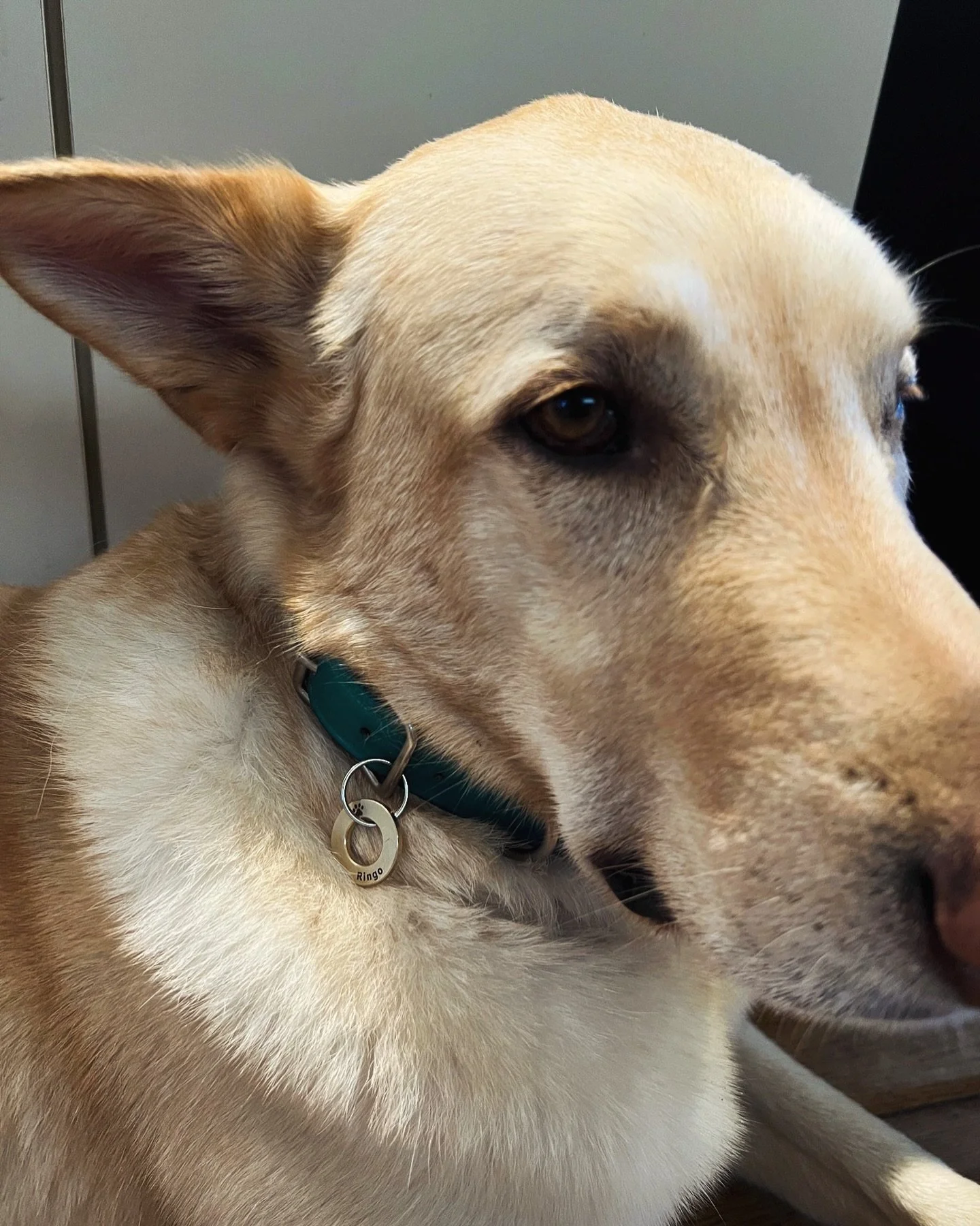 ID TAGS 
&bull; Large or small
&bull; Brass or Stainless Steel
&bull; Fast Delivery

#pets #pet #dogs #petsofinstagram #dog #dogsofinstagram #animals #cats #cute #petstagram #love #puppy #cat #doglover #doglovers #catsofinstagram #instadog #dogstagra