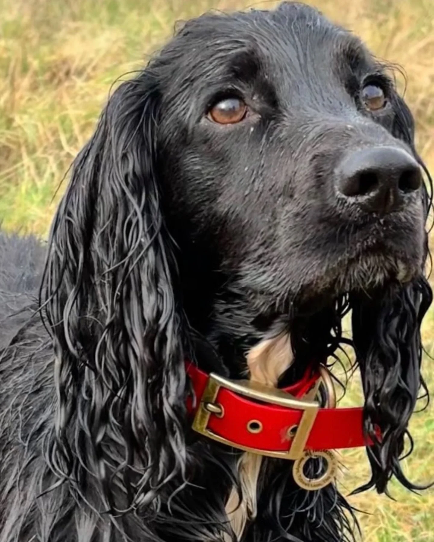 Yes, I am wearing bling in a field. No, I don&rsquo;t care that I&rsquo;m soaking wet.&rdquo;

Looking this good takes effort &mdash; or just a handcrafted ID tag from Bespoke Engravings. Made from solid brass or stainless steel, built to last throug