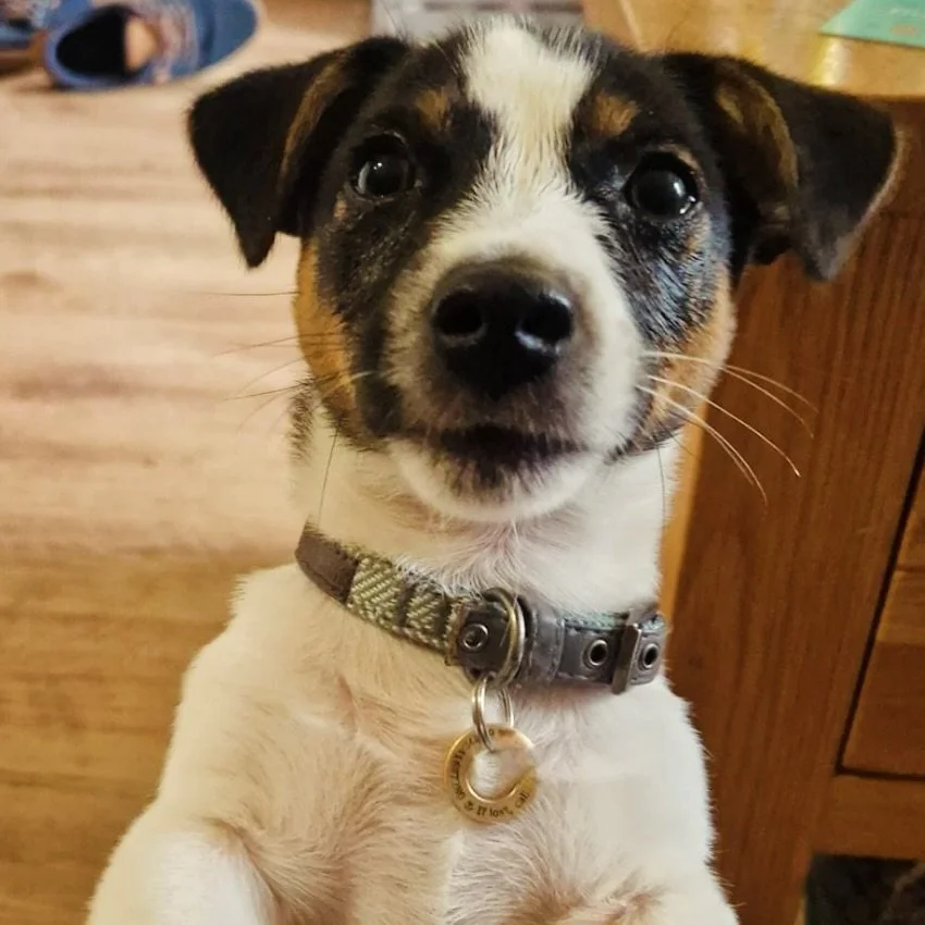 IDENTIFICATION TAGS for all your needs, Pets, Home, Keys&hellip;Anything 😀

&bull; Large or Small
&bull; Brass or Stainless Steel
&bull; Fast Delivery 

#pets #pet #dogs #petsofinstagram #dog #dogsofinstagram #animals #cats #cute #petstagram #love #