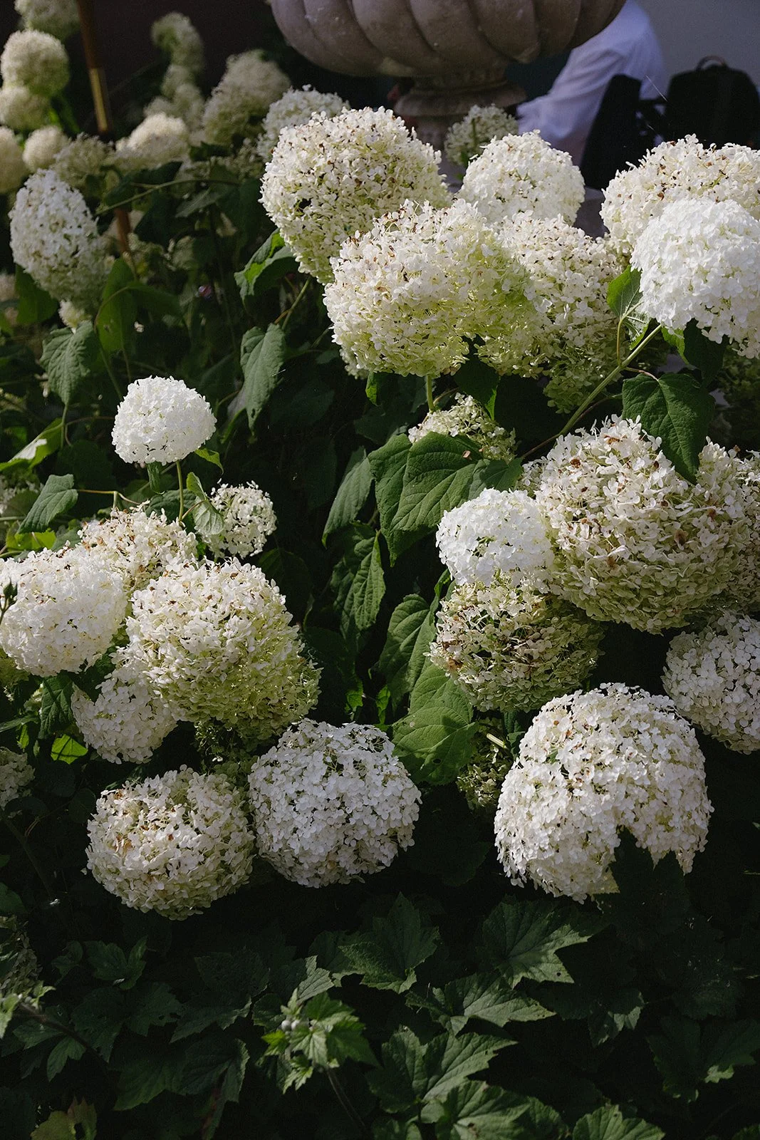 White hydrangea flowers in full bloom with dark green leaves.