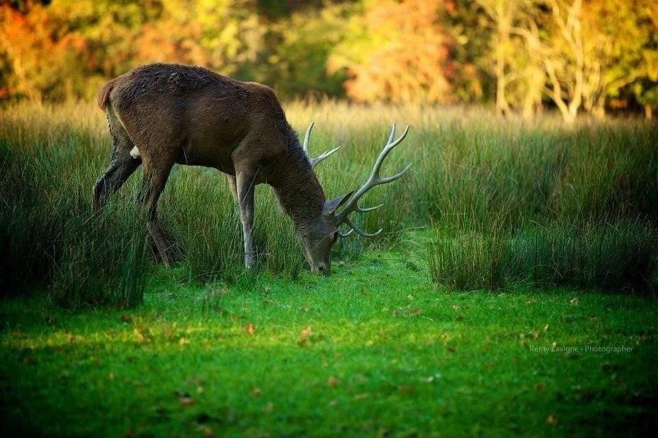 Rencontre avec le roi des forêts