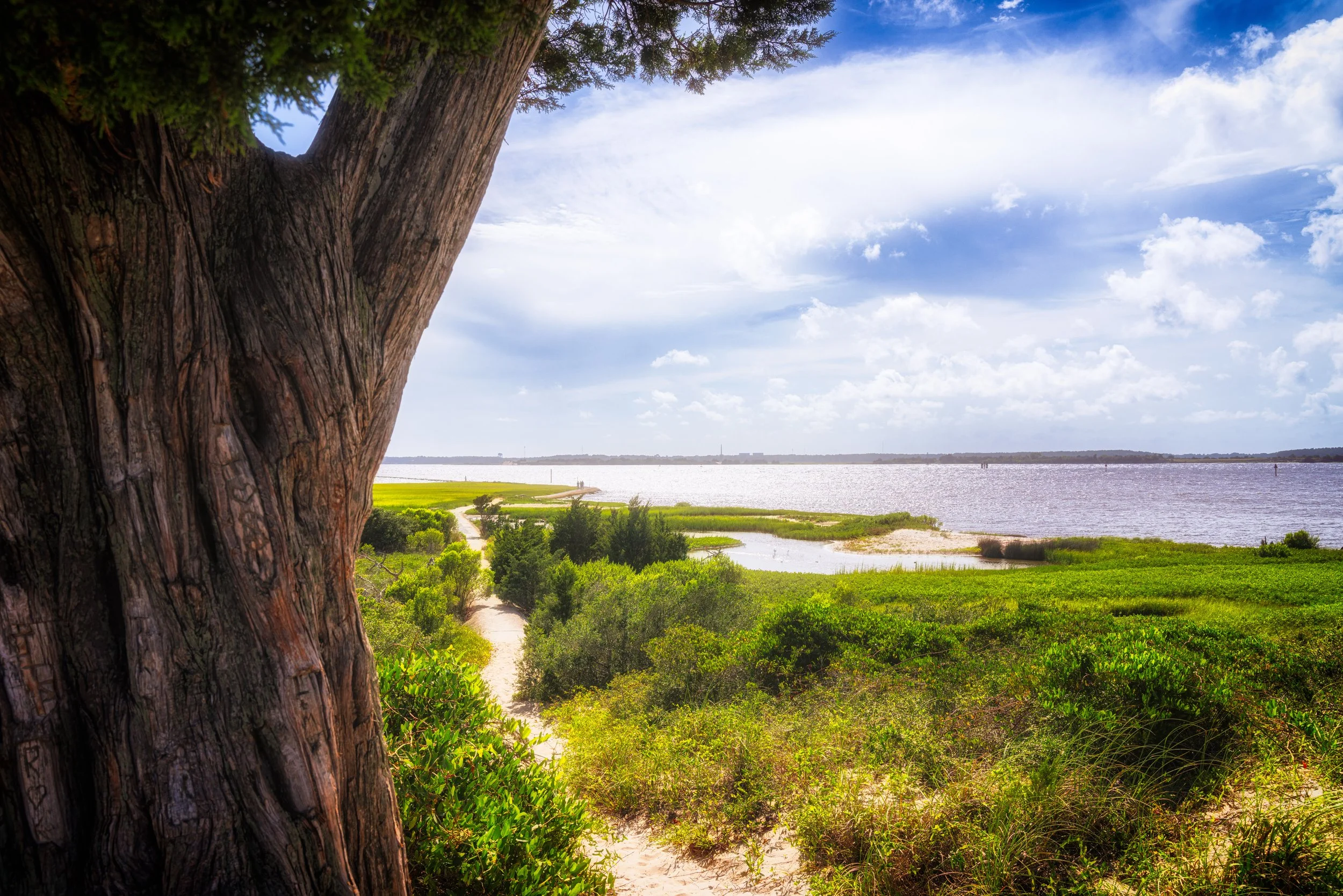 A lone tree frames a coastal path overlooking the shoreline at Fort Fisher, North Carolina, capturing the quiet openness of the Atlantic coast.