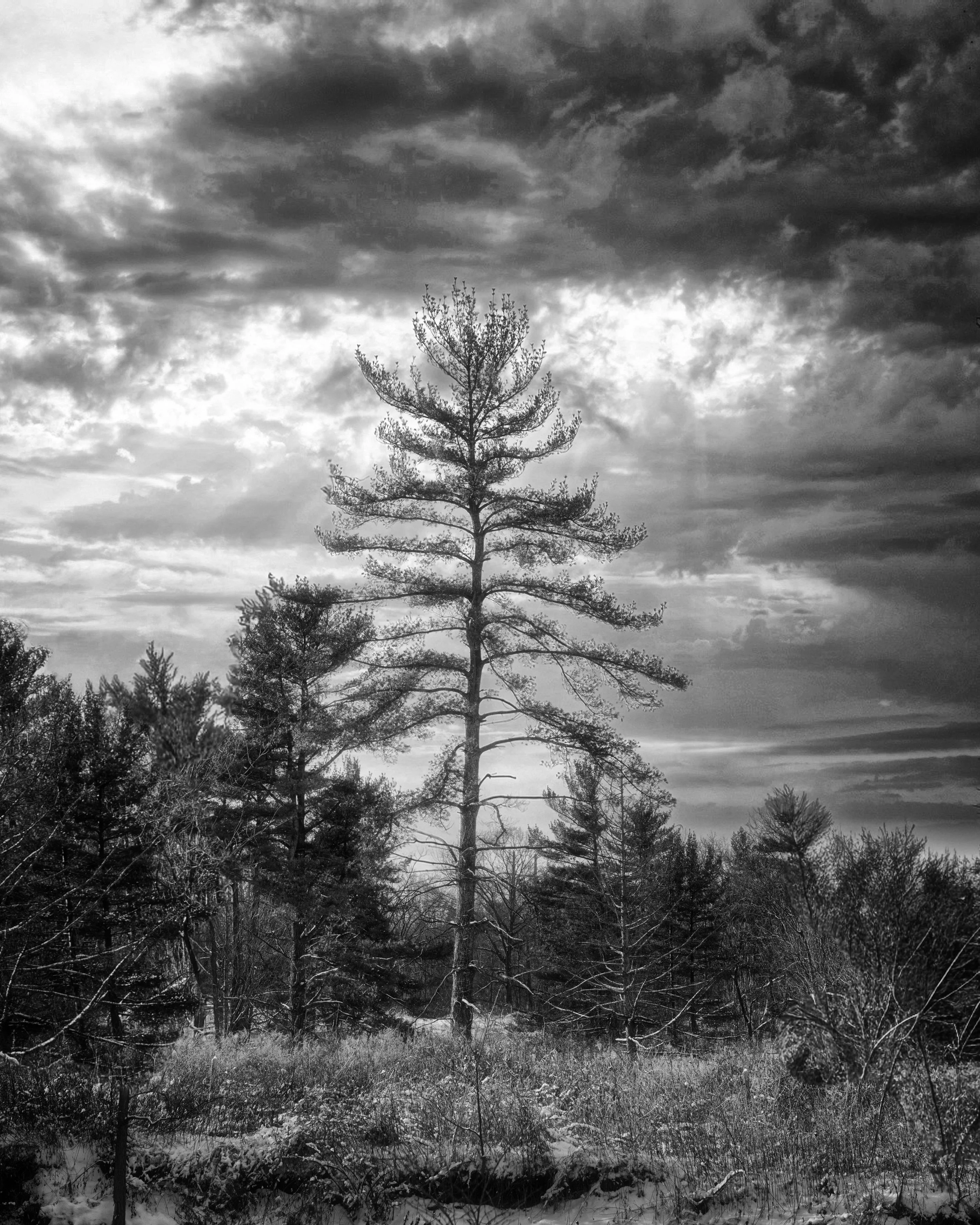 A solitary tree stands beneath dramatic skies, emphasizing isolation and scale within the natural environment.