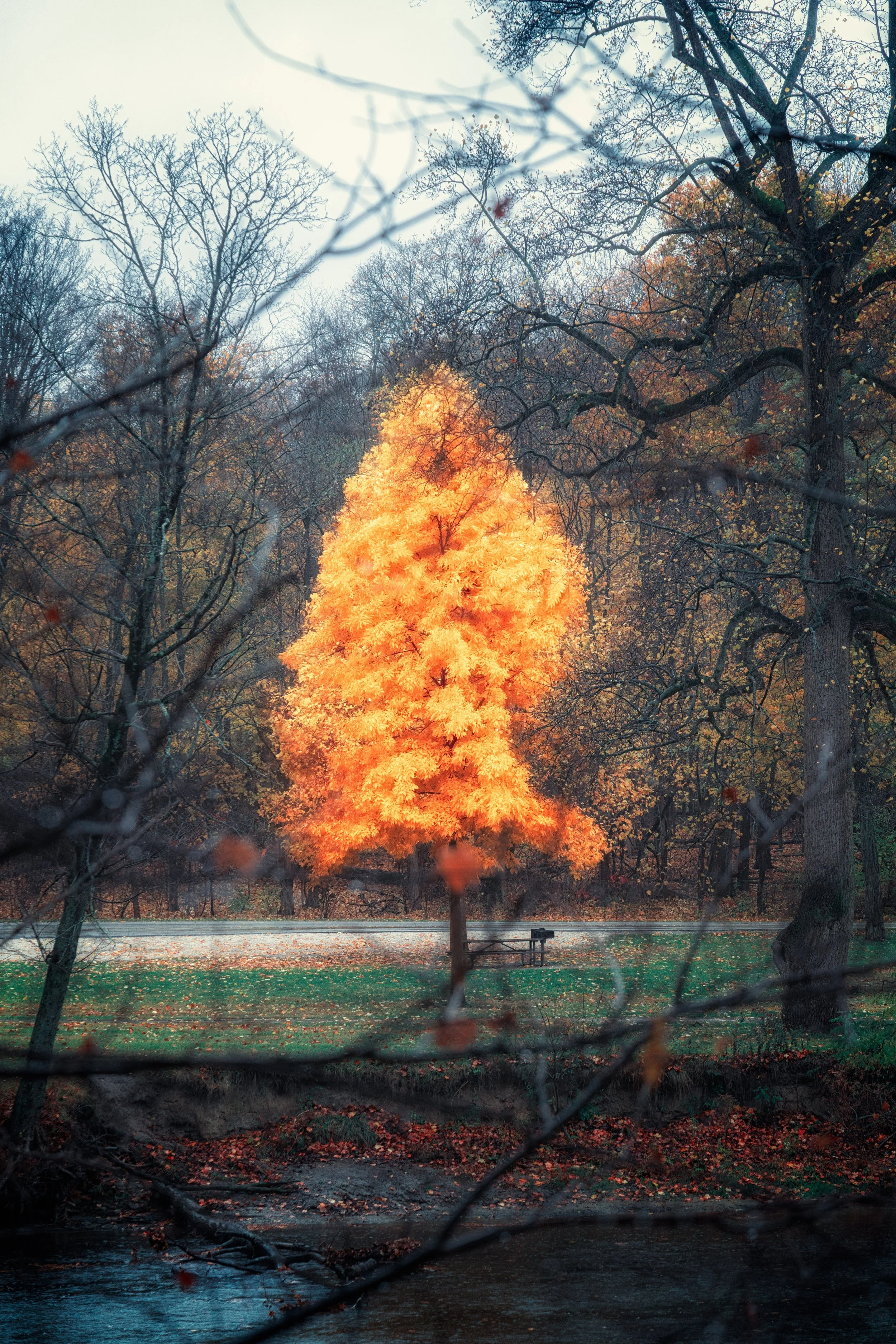 A single tree glows with peak autumn color, standing out against the muted tones of the surrounding forest.