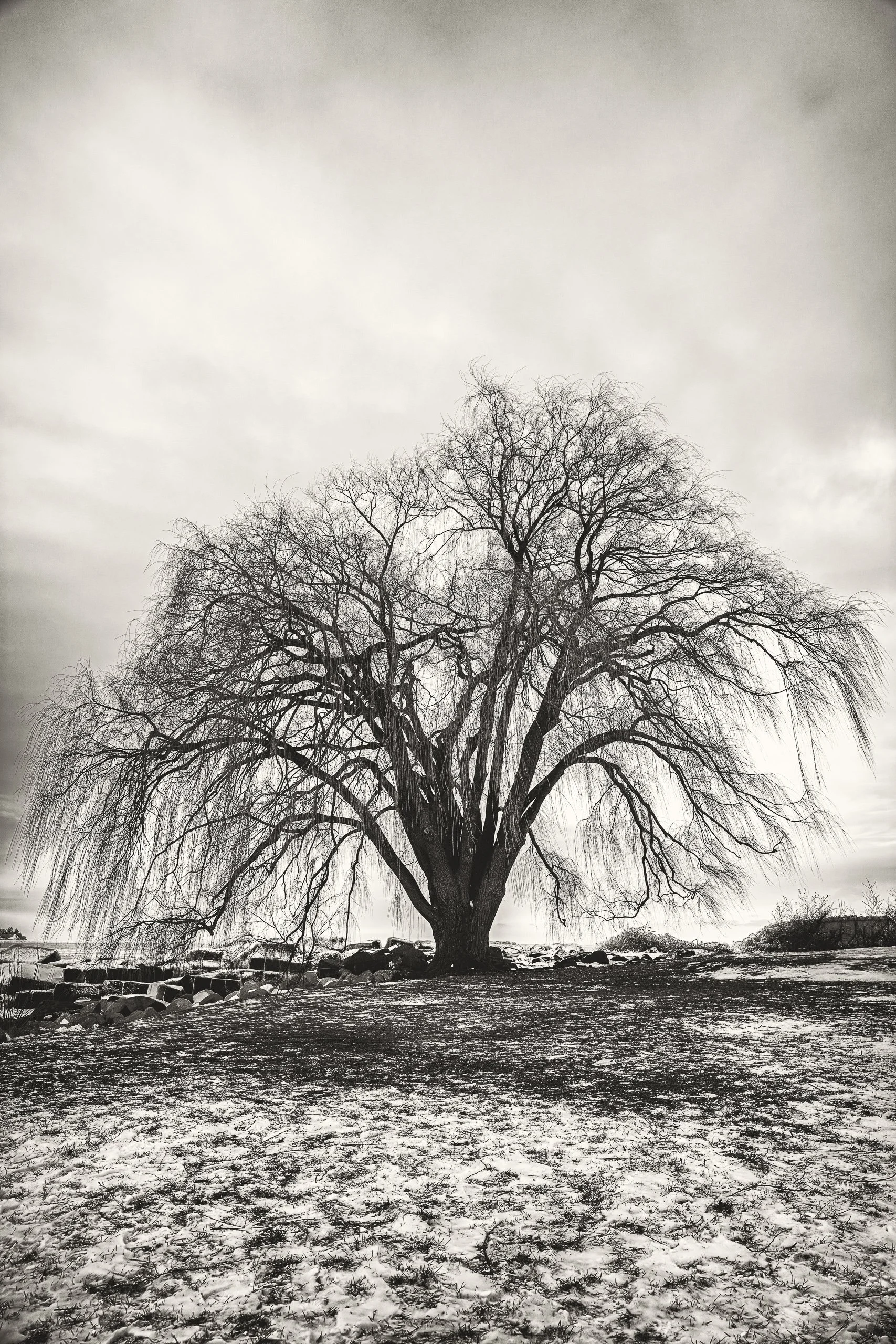 A sprawling willow anchors the shoreline, its branches creating organic symmetry against open sky.