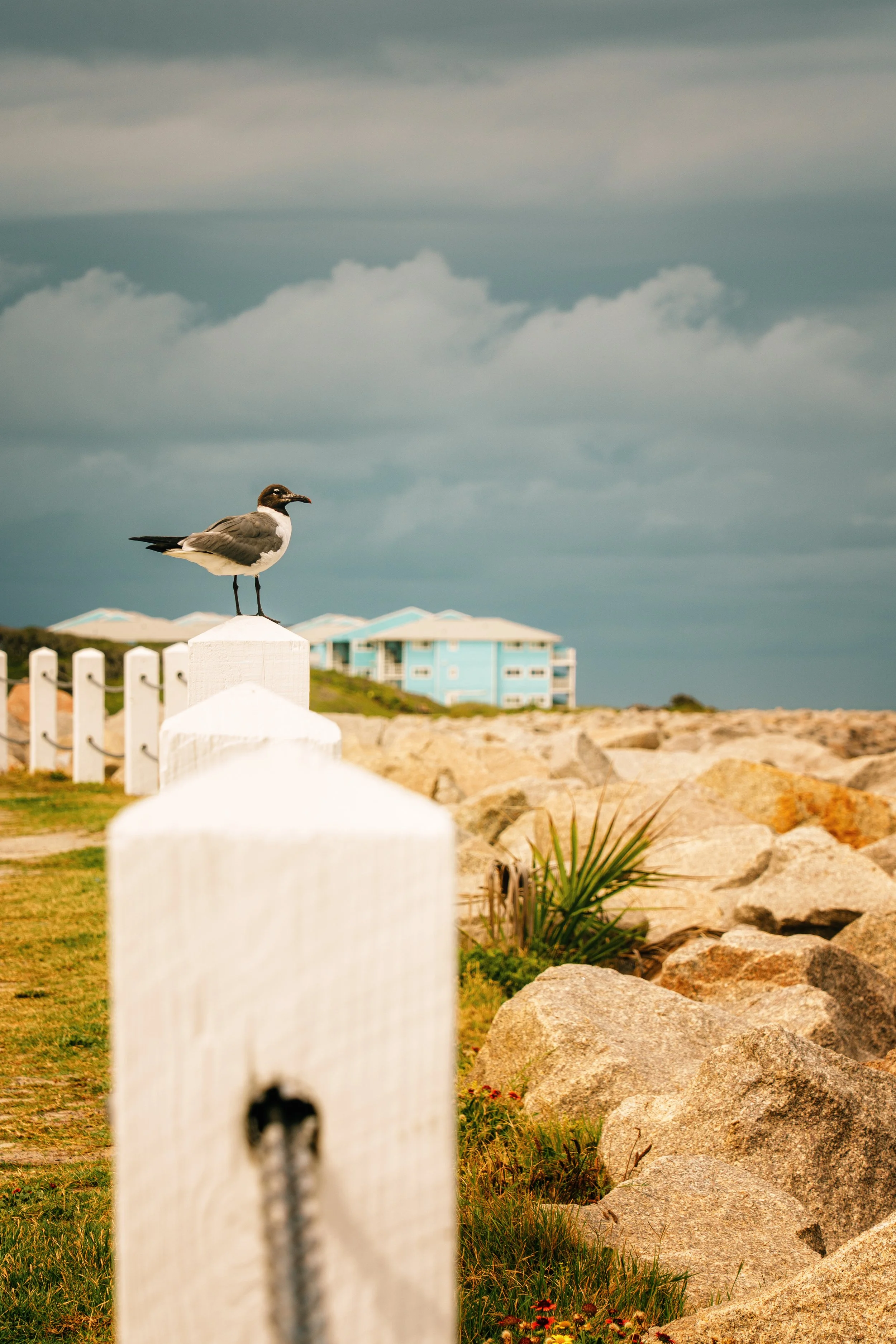 A seagull perched on a white fence post with a cloudy sky and beachside houses in the background.
