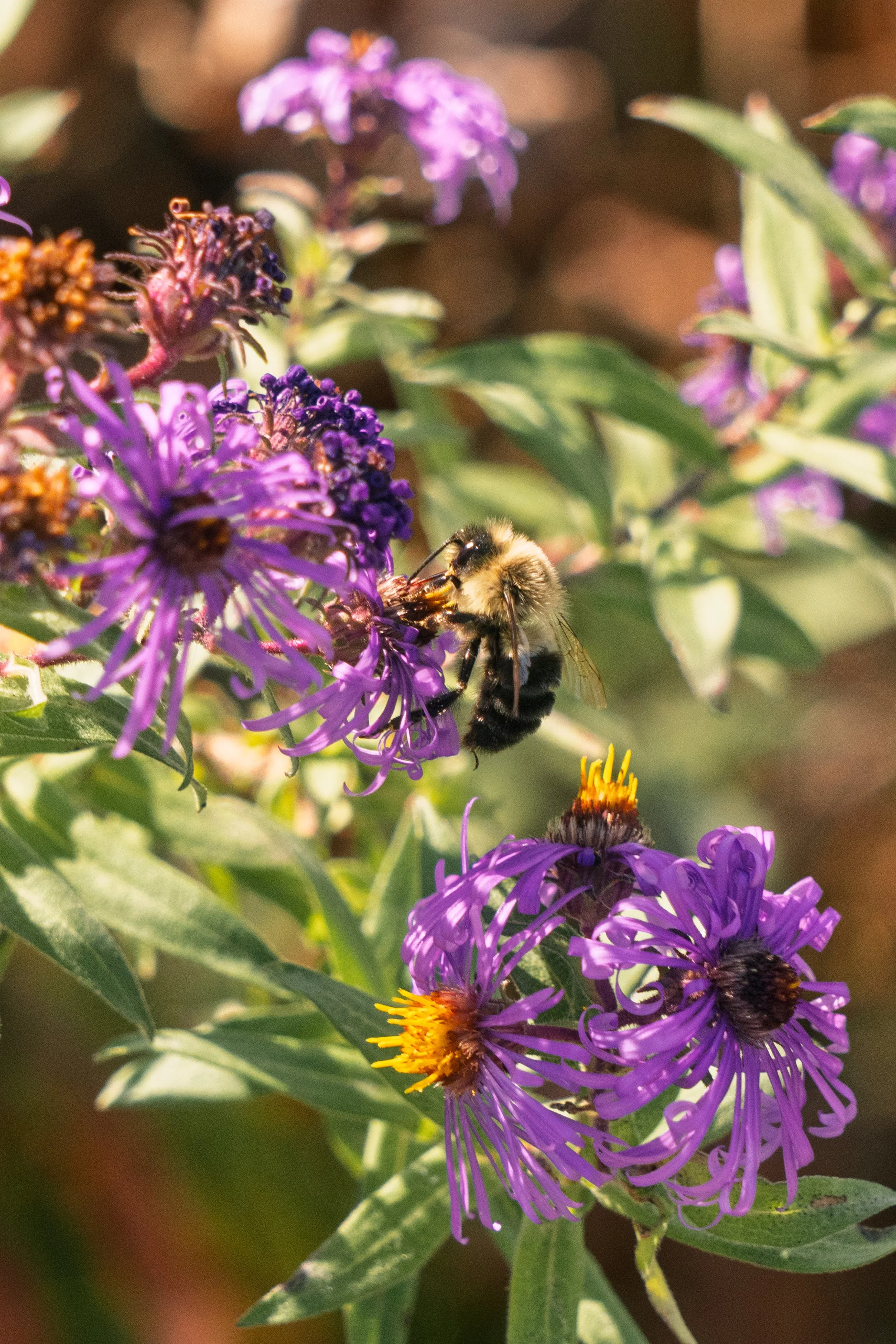 Purple wildflowers emerge in soft natural light, highlighting seasonal color and detail within a native garden landscape.