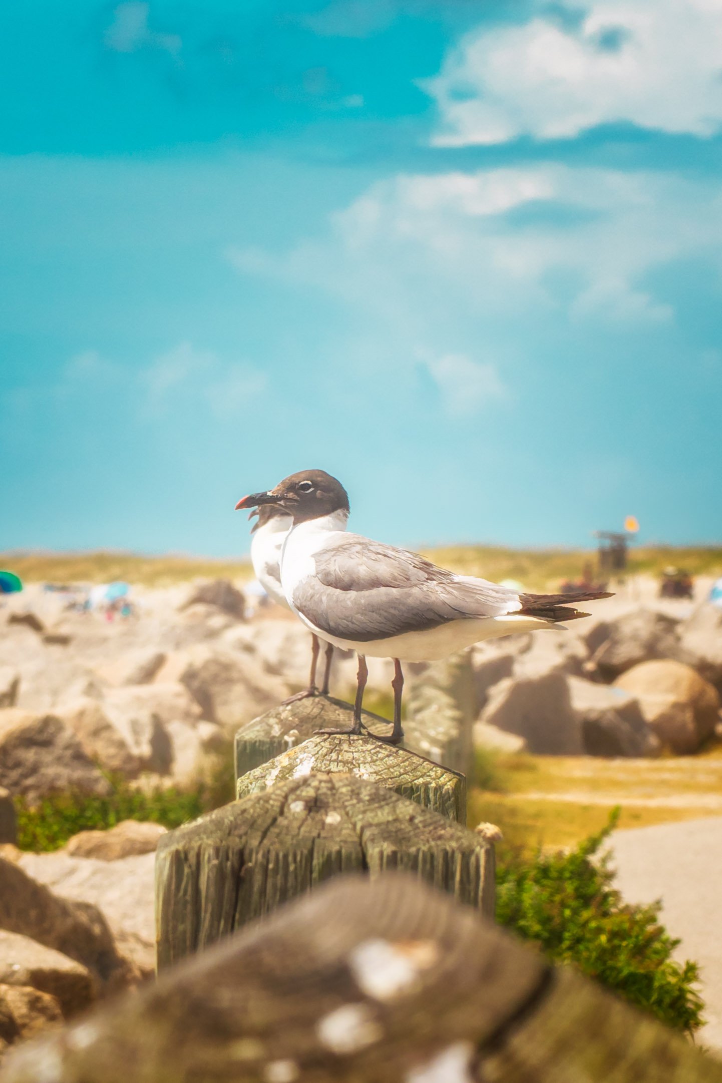 A gull rests along the rocky shoreline in coastal North Carolina, captured in a quiet moment beside the Atlantic Ocean.
