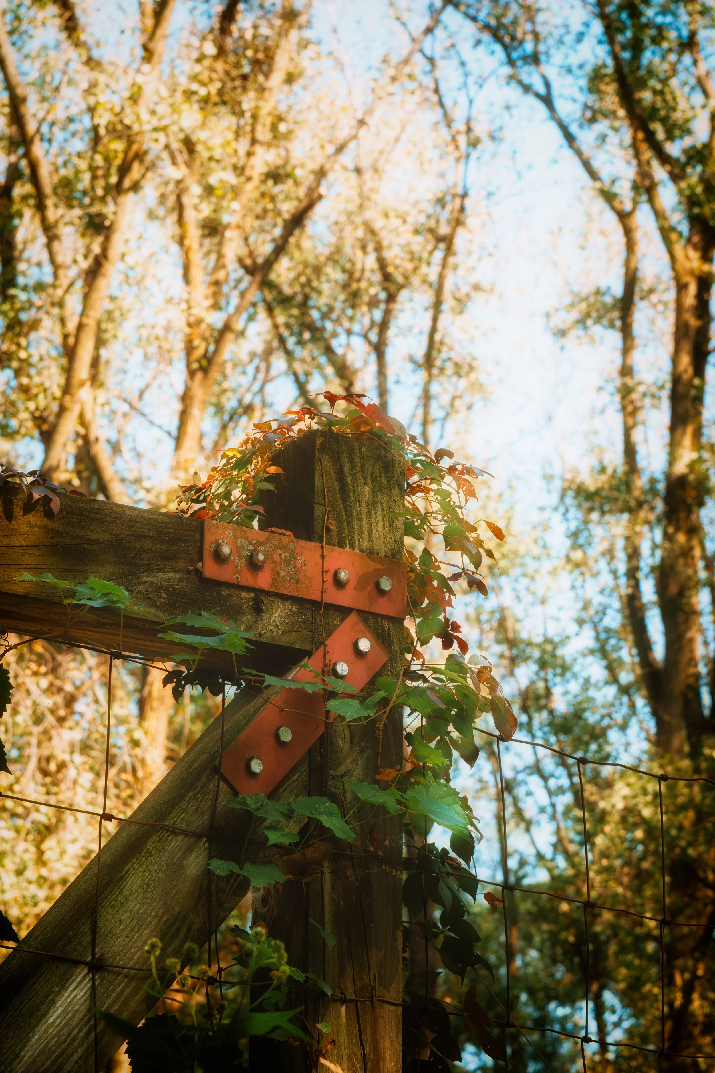 A rustic wooden path winds through dense greenery, inviting quiet exploration into the surrounding woodland.