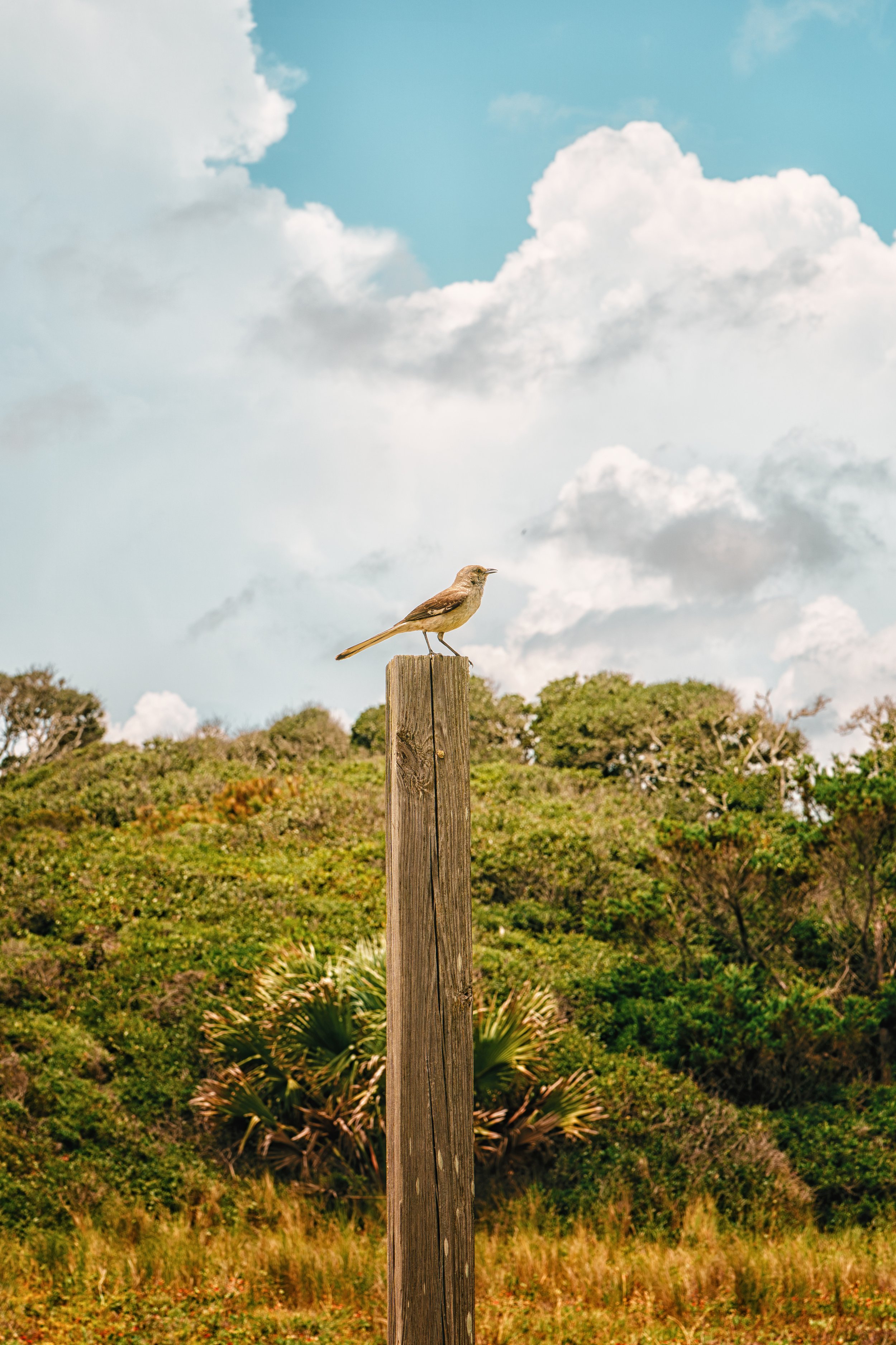 A brown bird perched on top of a weathered wooden post, with lush green trees and a partly cloudy sky in the background.