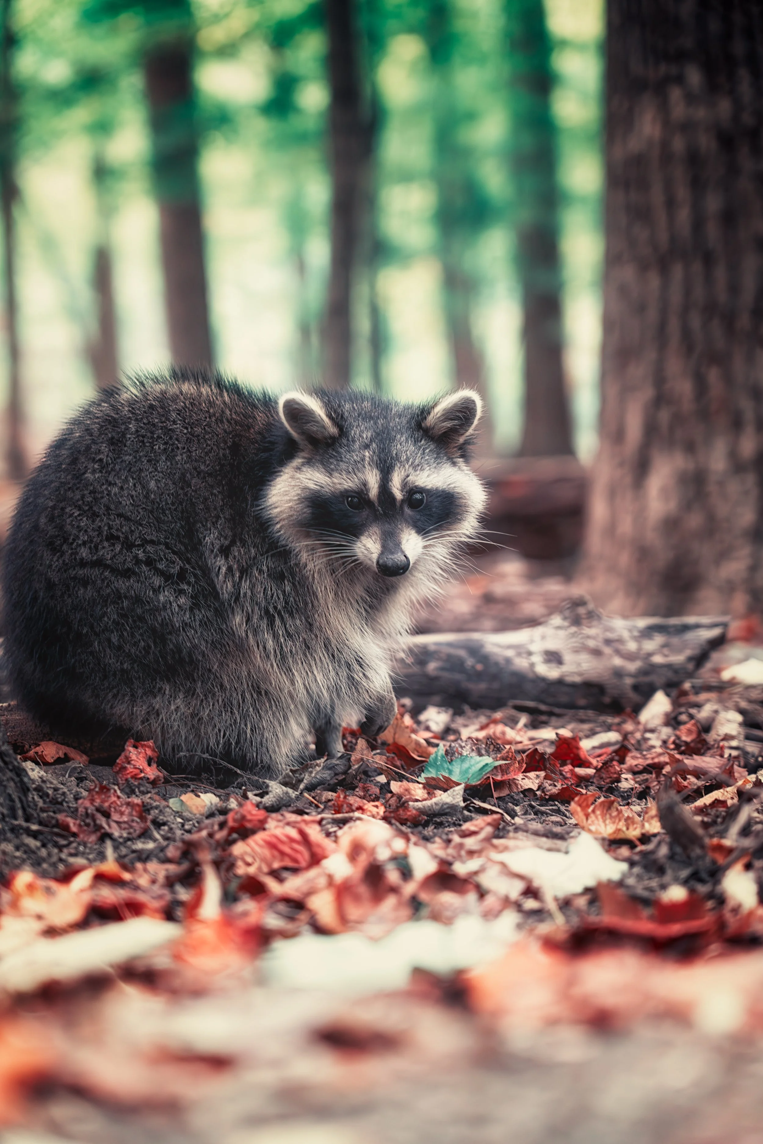 A raccoon moves through fallen autumn leaves in a quiet woodland setting, captured during a calm moment in Northeast Ohio.