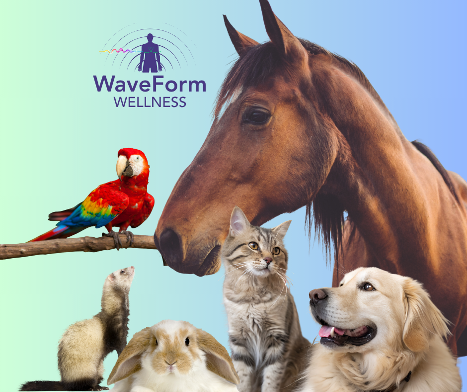 A collage with a horse, a cat, a dog, a rabbit, a ferret, a parrot, and a logo for WaveForm Wellness featuring a human figure with sound waves.