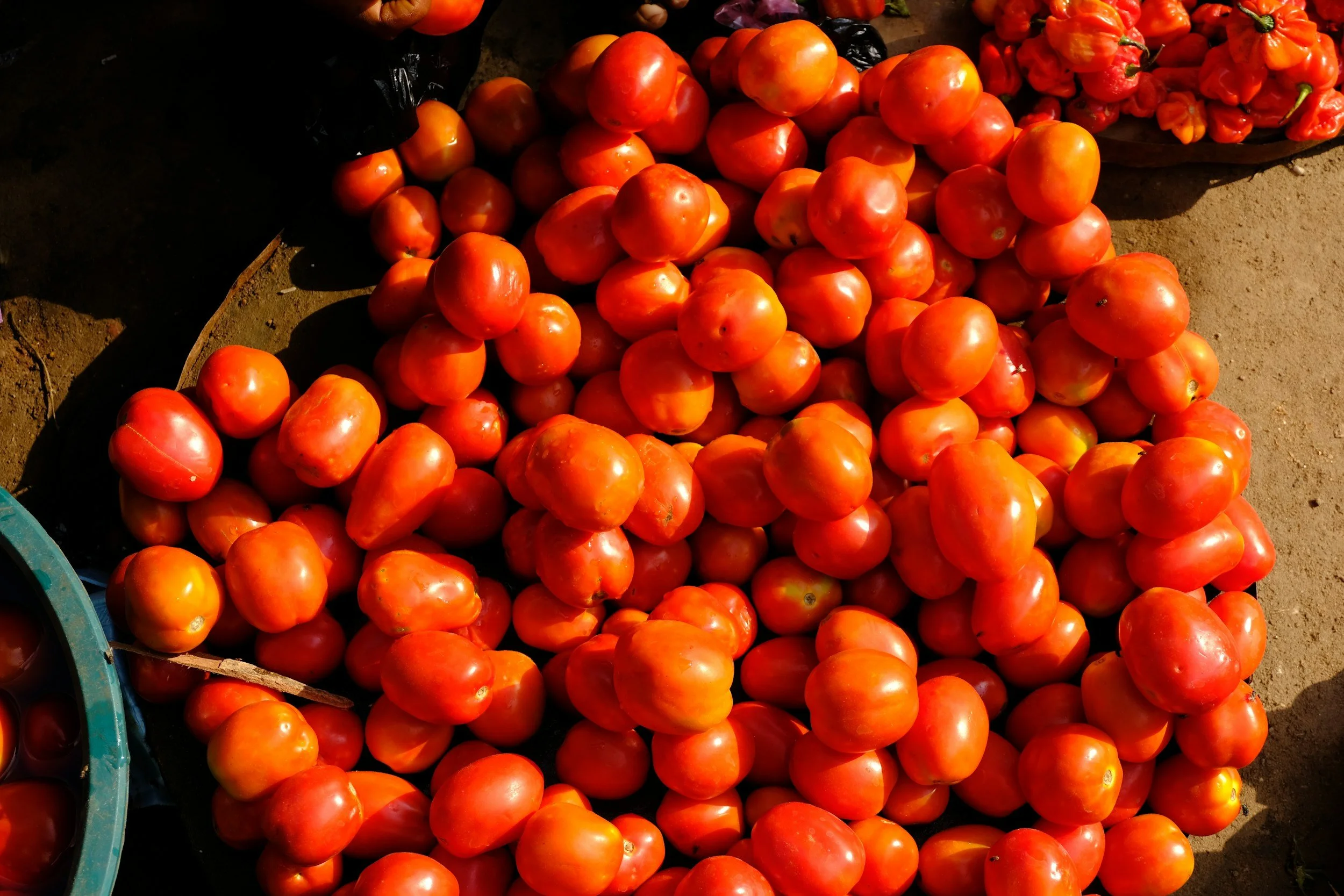 A large pile of fresh red tomatoes displayed for sale at a market, with some tomatoes scattered around on the ground.