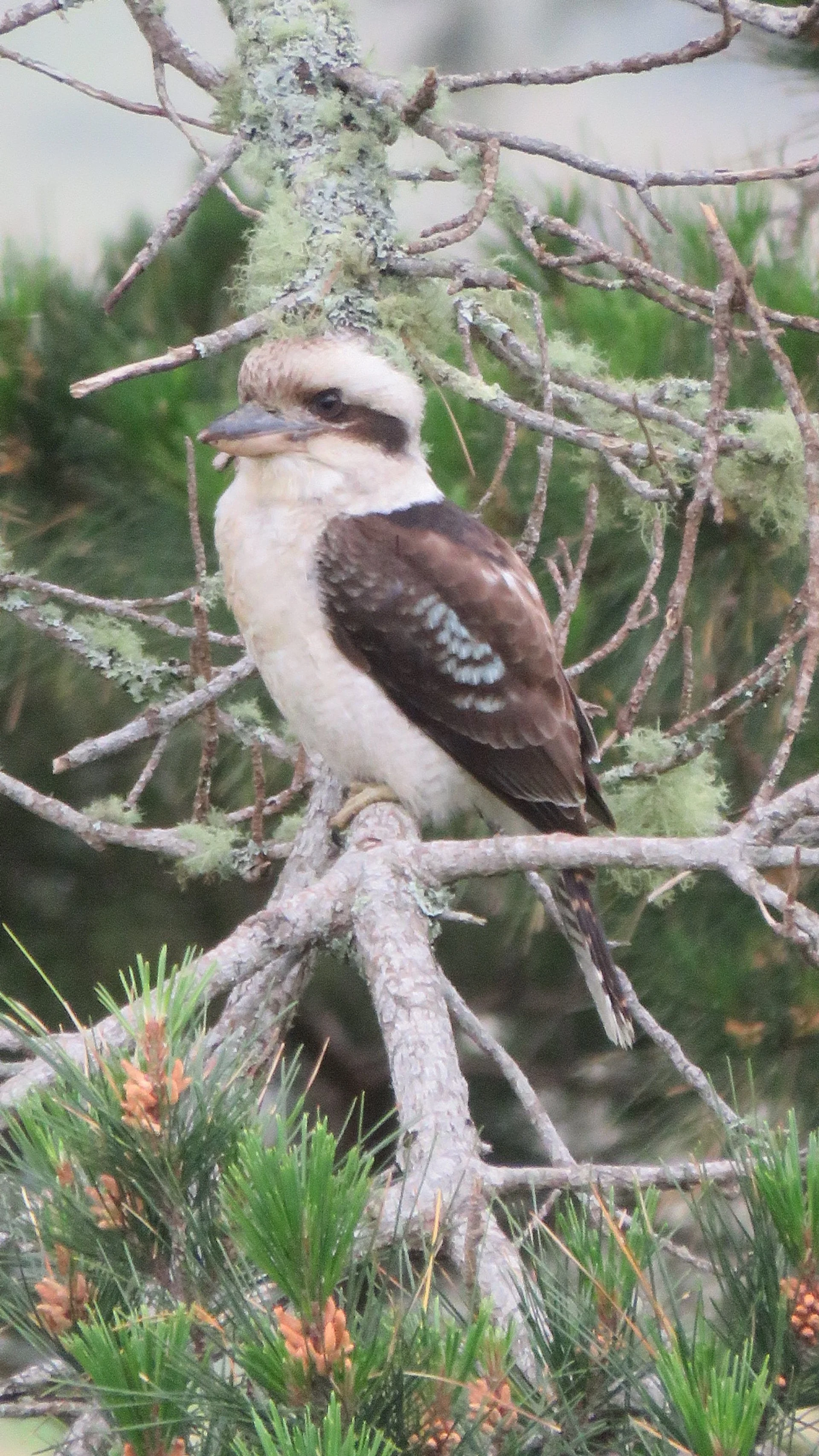 Ginnie Quartel 4.JPG