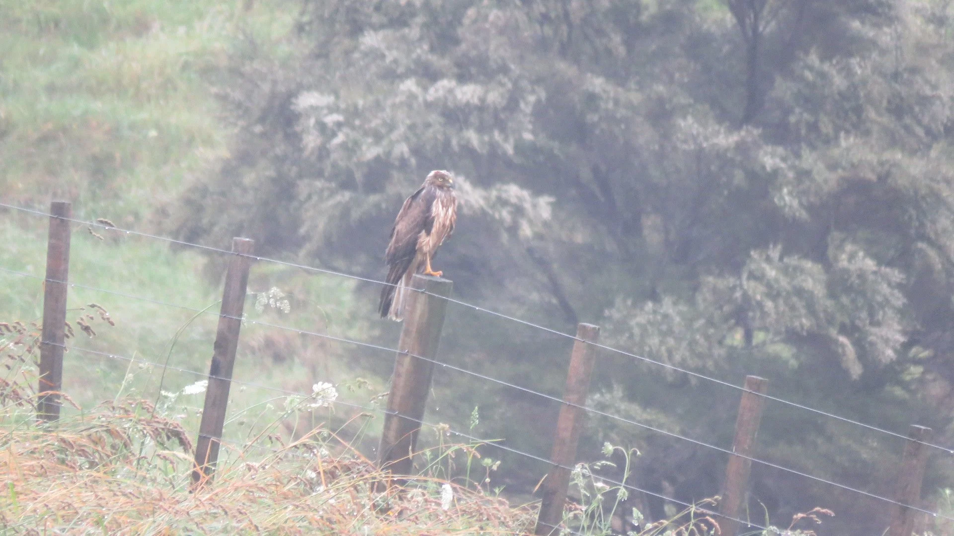 Ginnie Quartel 2.JPG