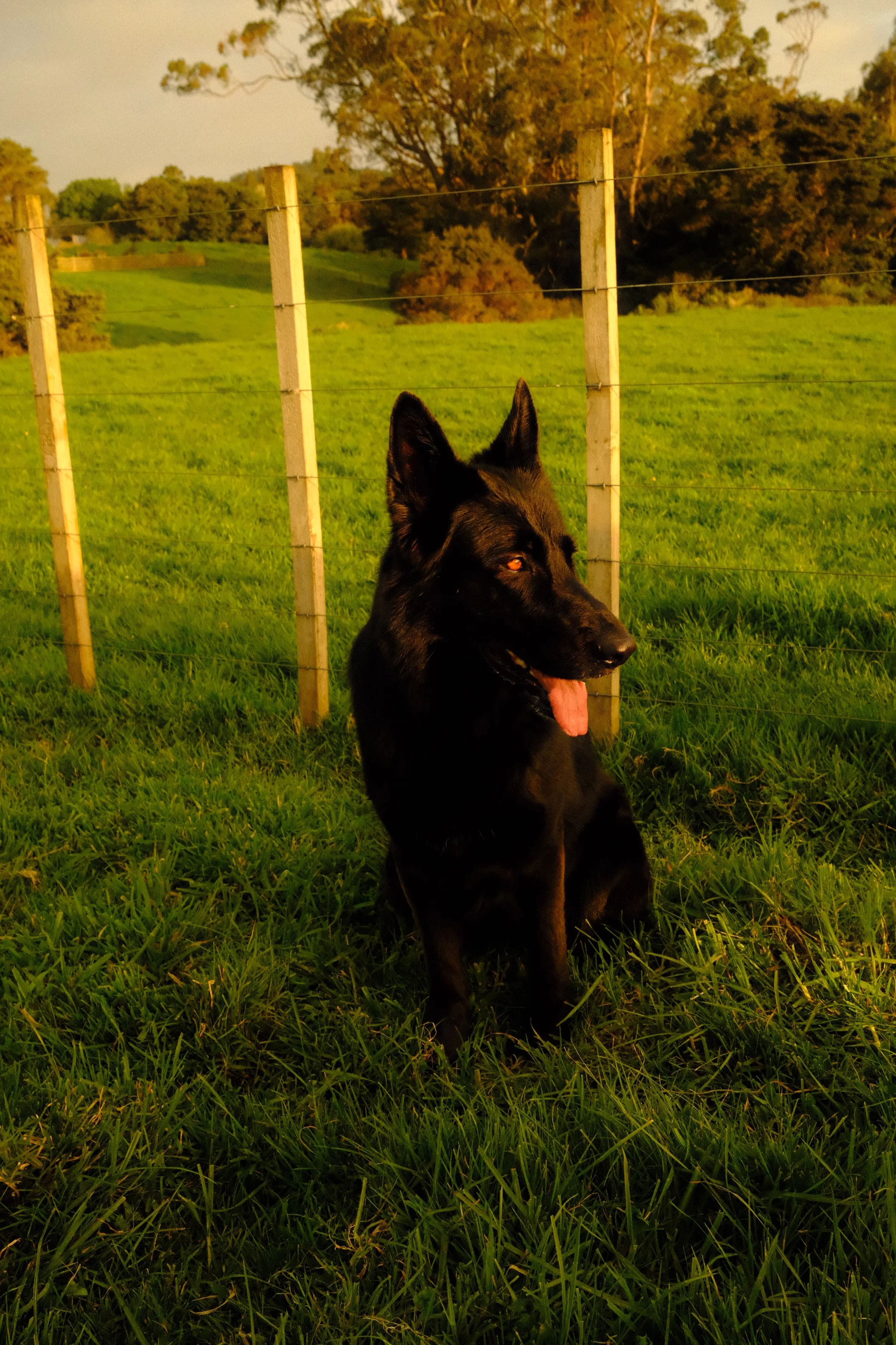 Richard Pervan 9.JPG