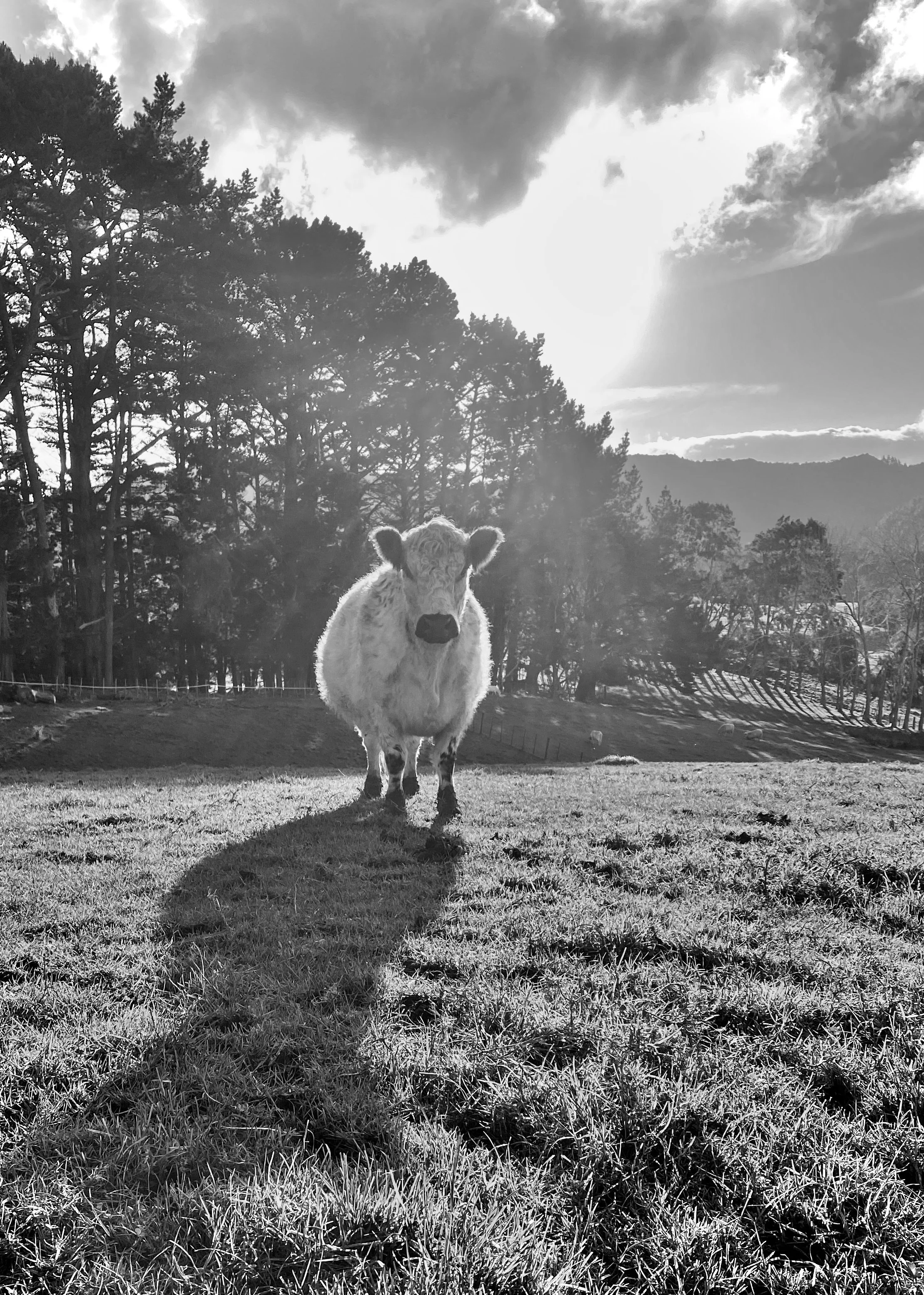 Bruce Lawerance 3.jpeg