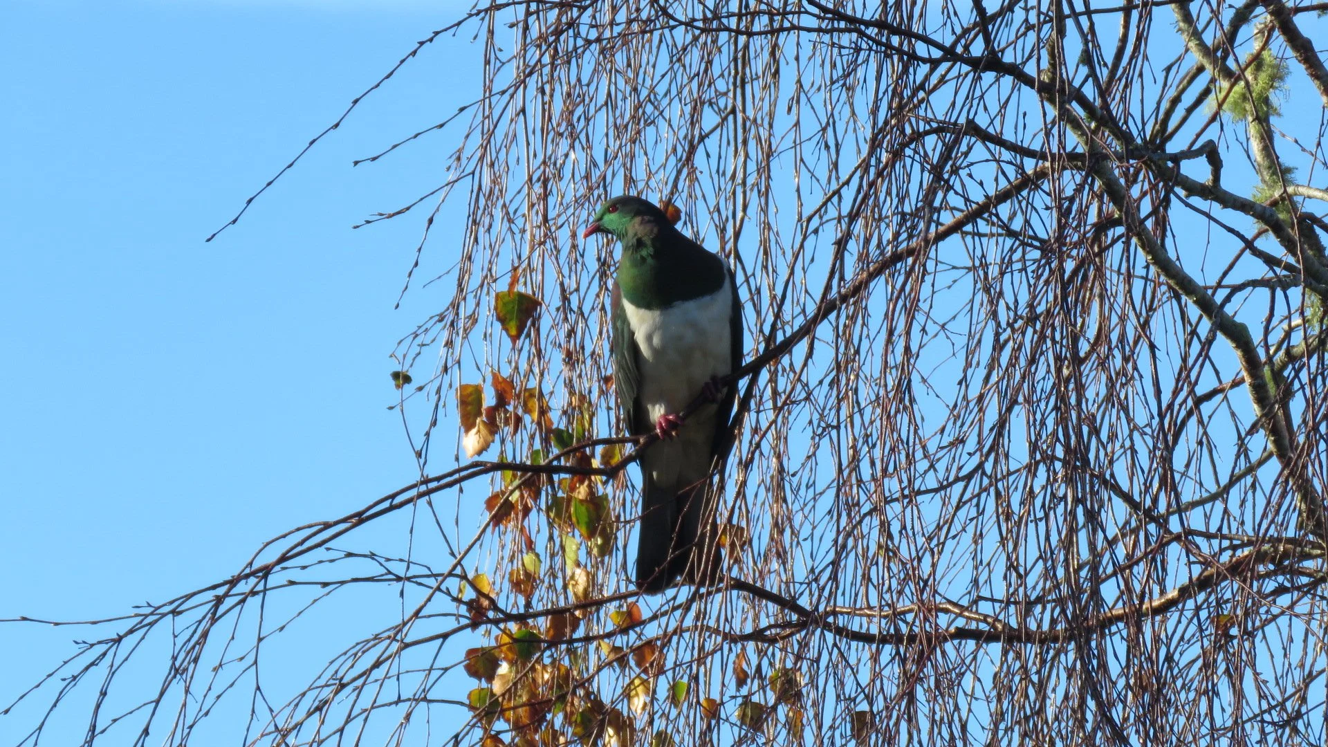 Ginnie Quartel 1.JPG