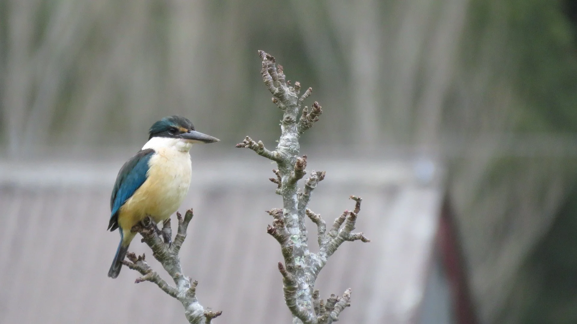 Ginnie Quartel 3.JPG