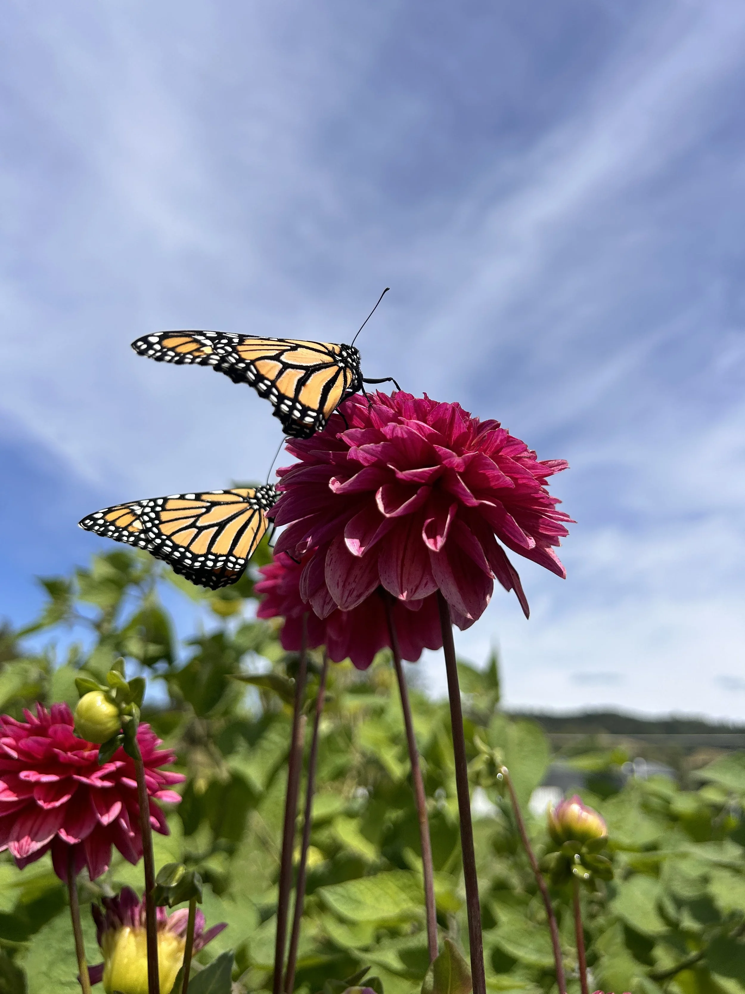 Richard Pervan 1.jpg