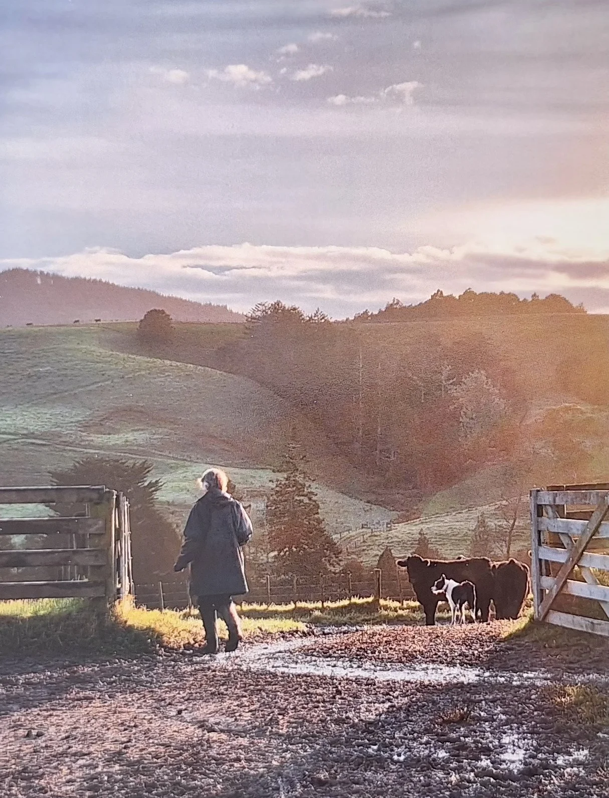 Shirley Jenkins 1.jpg