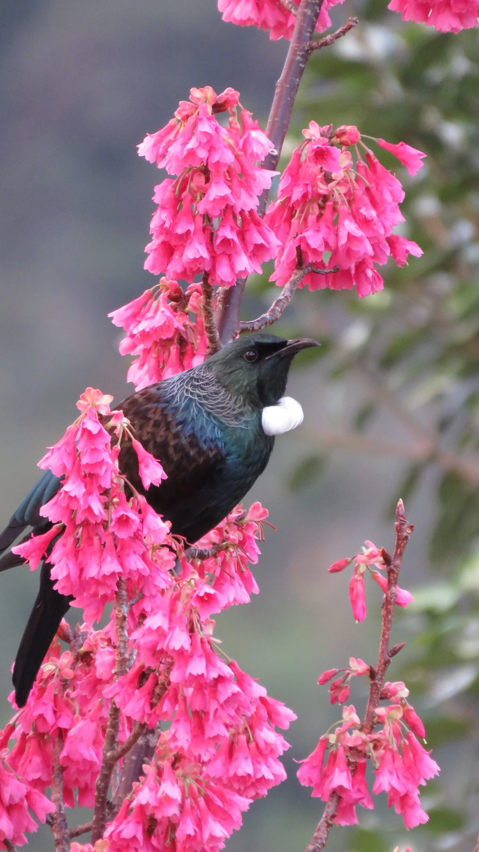 Ginnie Quartel 5.JPG